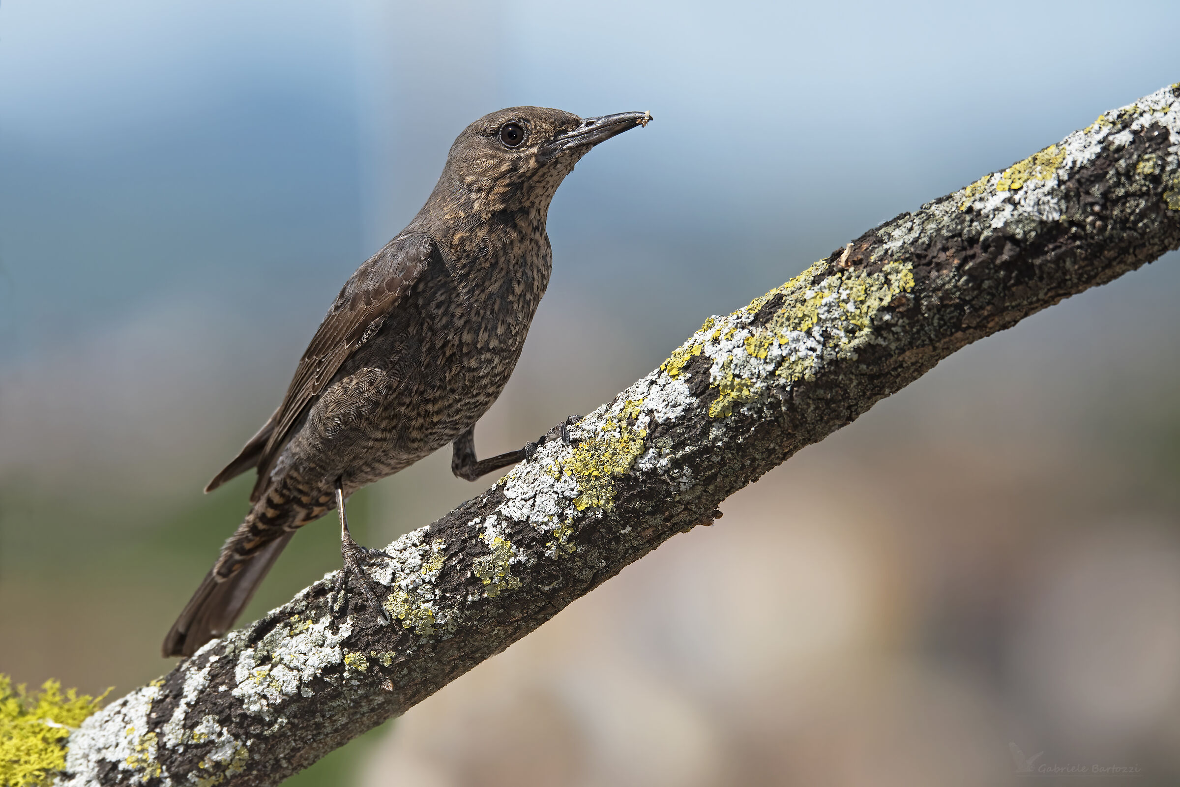 Passero solitario femmina