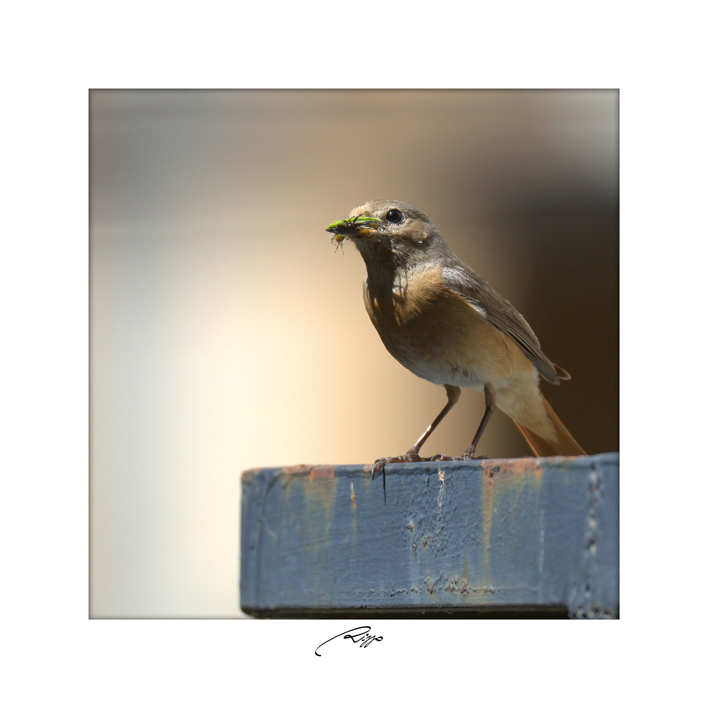 codirosso con pranzo per la prole