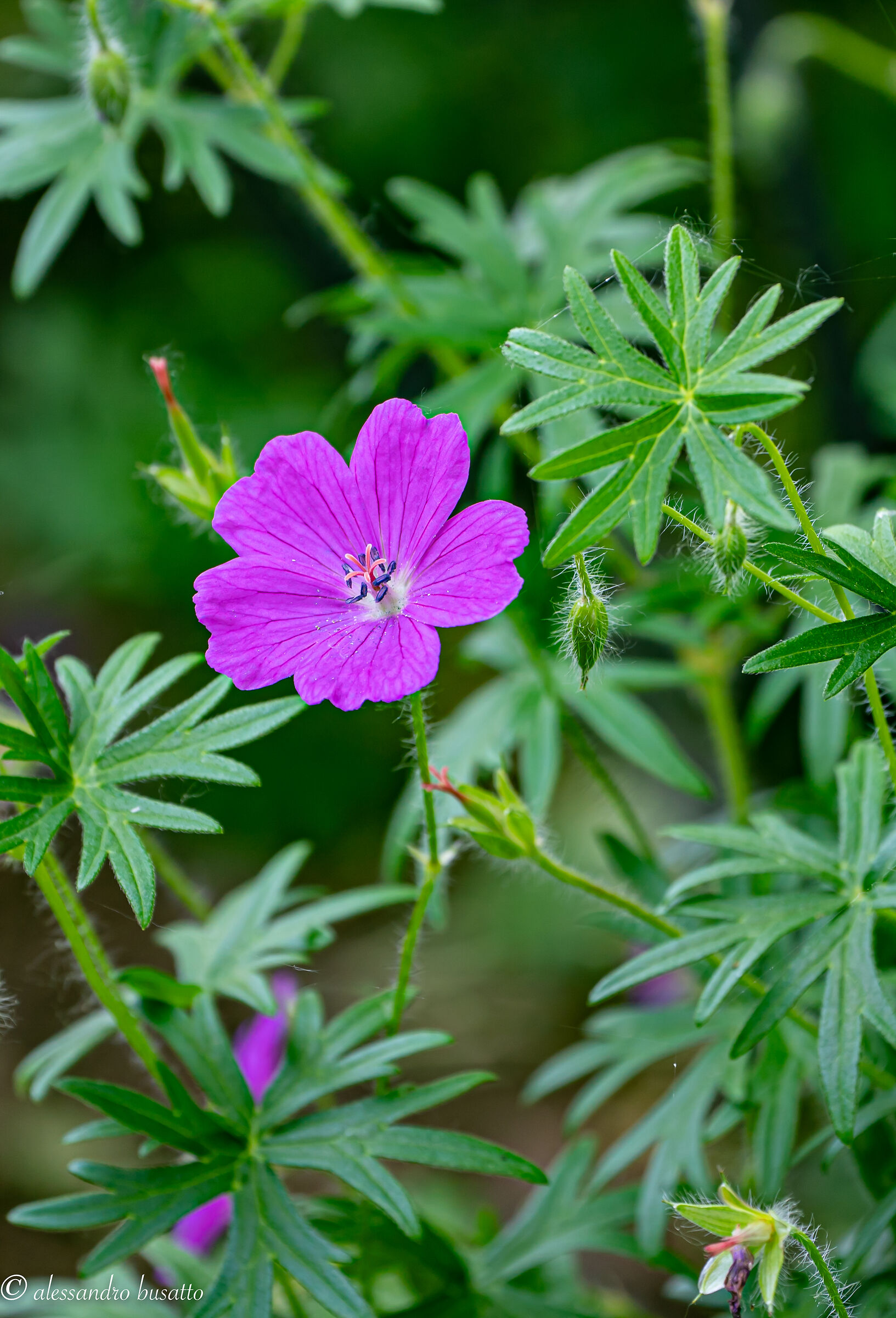 Blood geranium