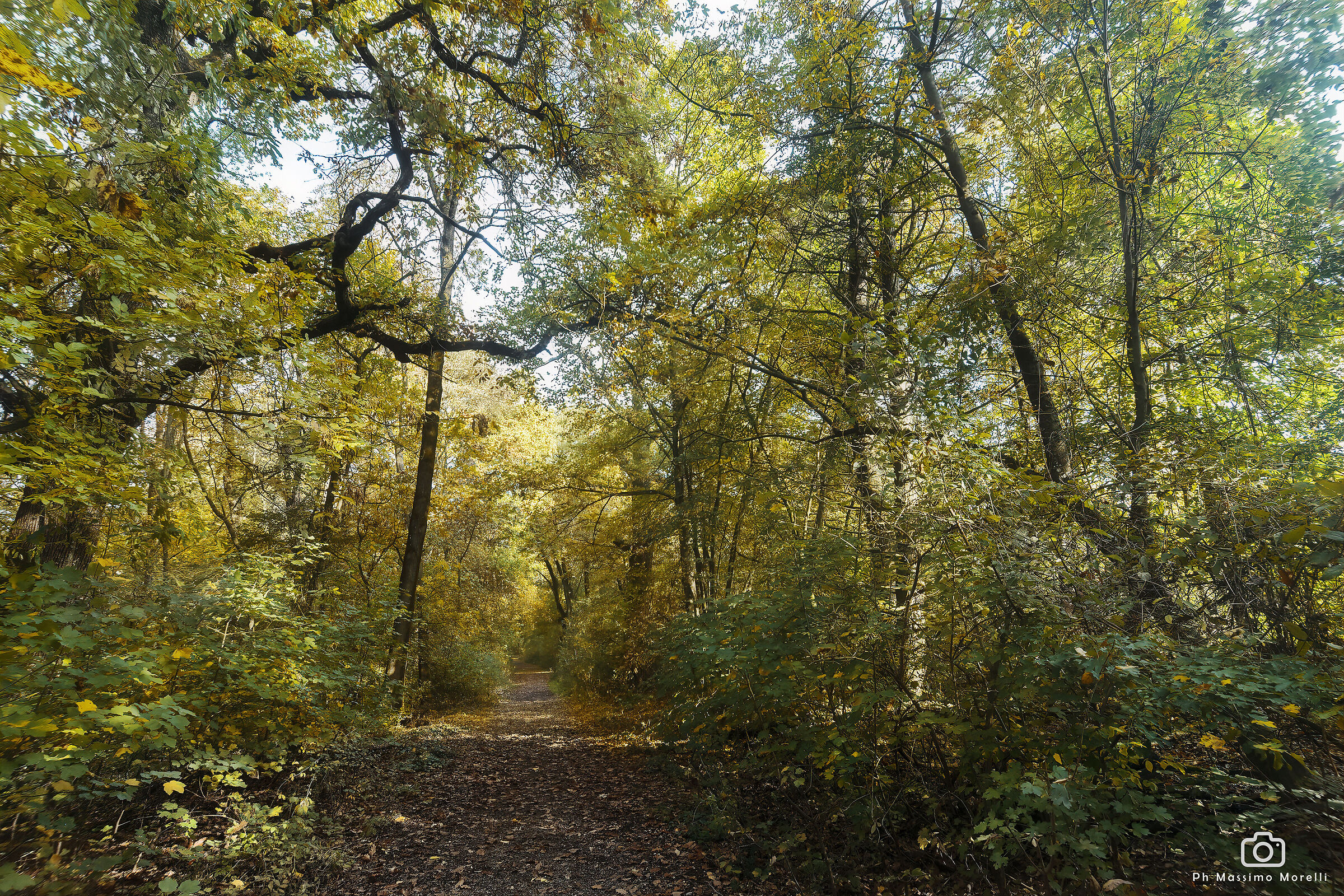 The Woods of Carrega
