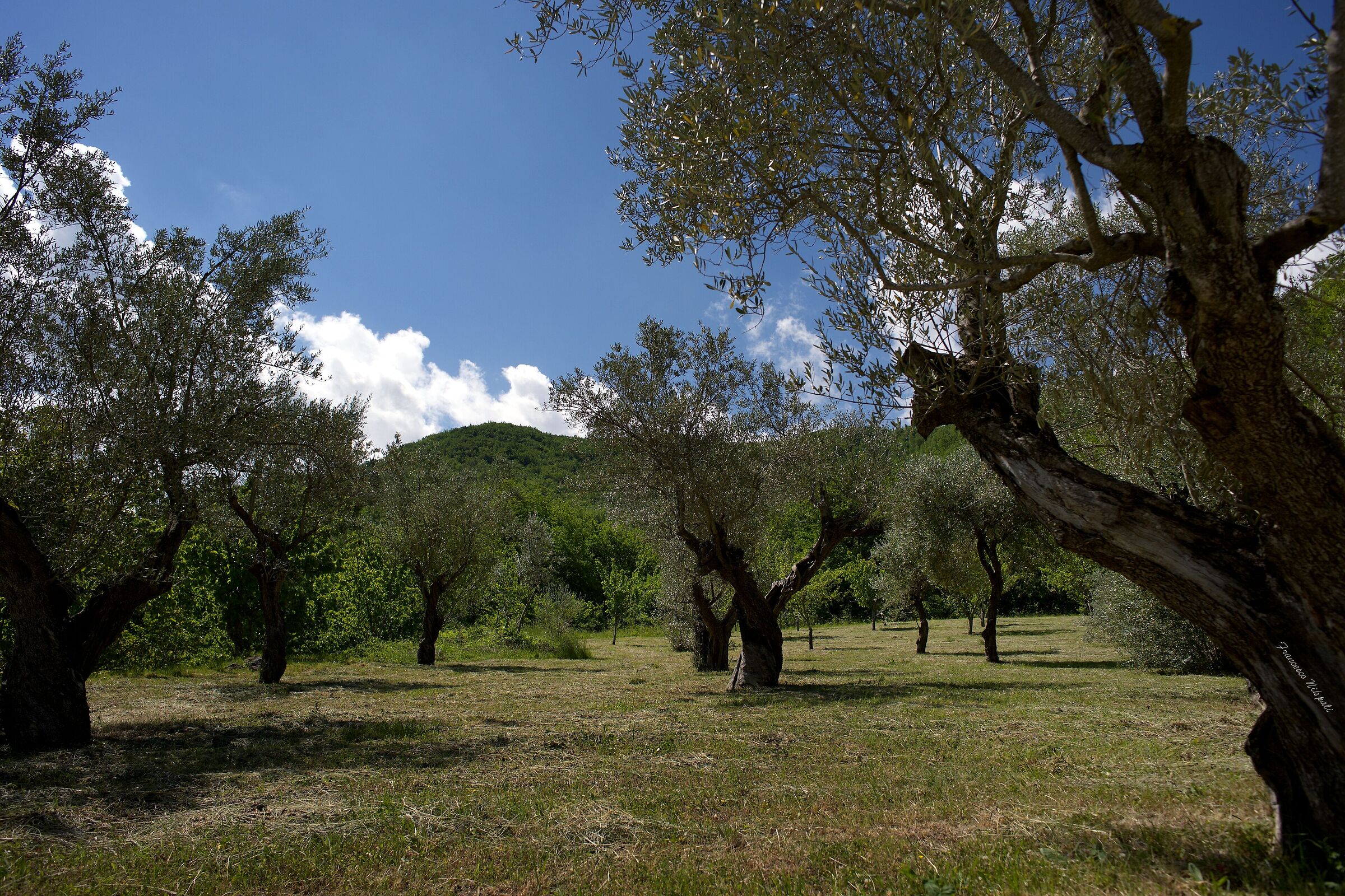 Merged between trees