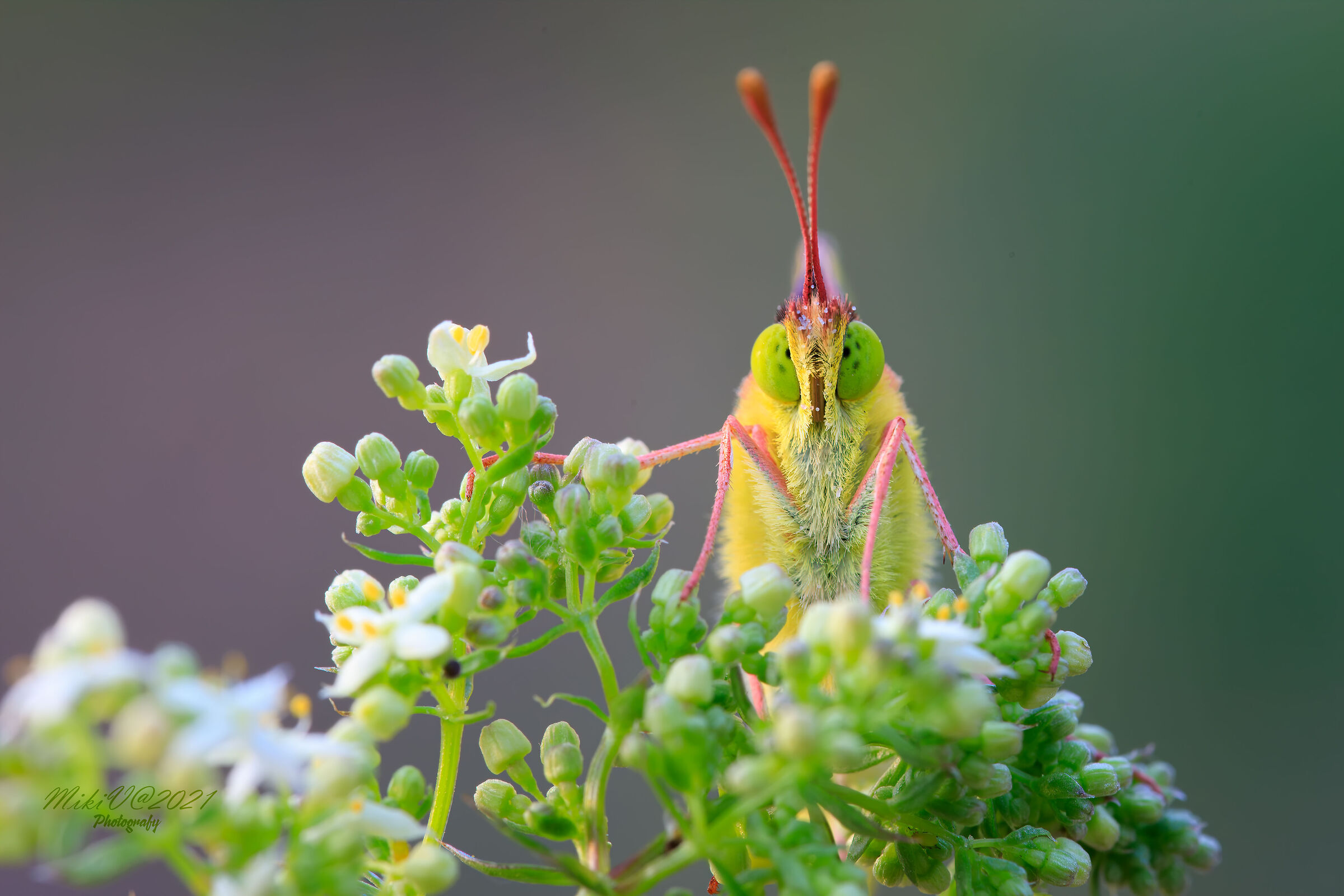 Colias Crocea