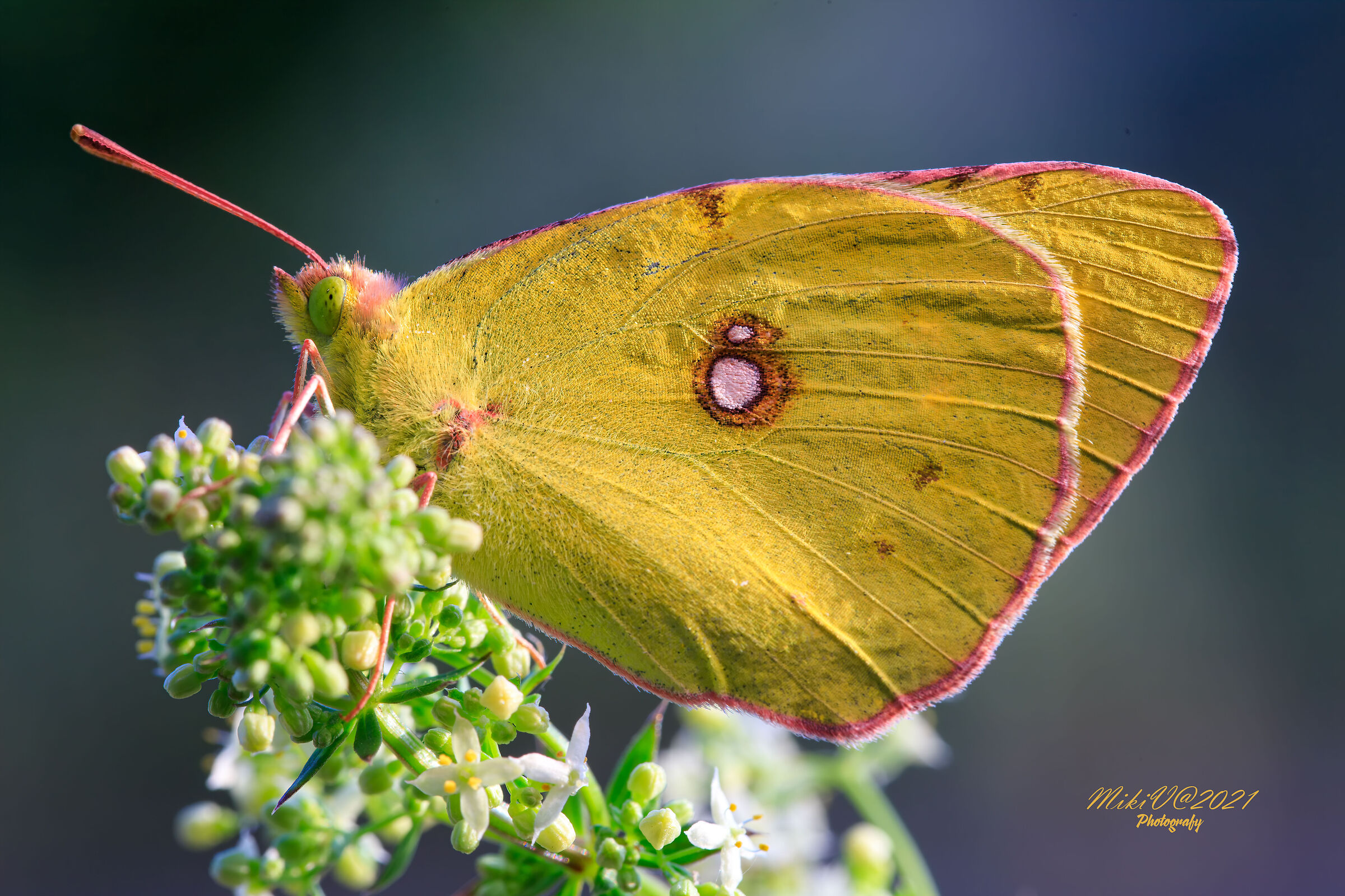 Colias Crocea