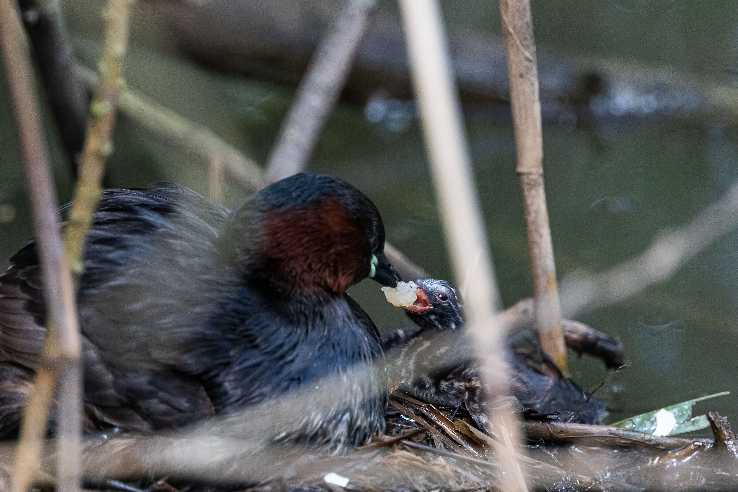 Finalmente si mangia