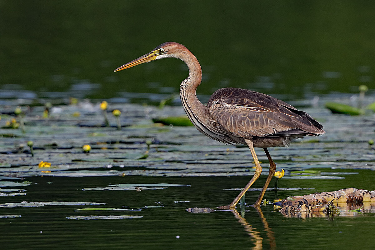 Airone rosso a Torrile
