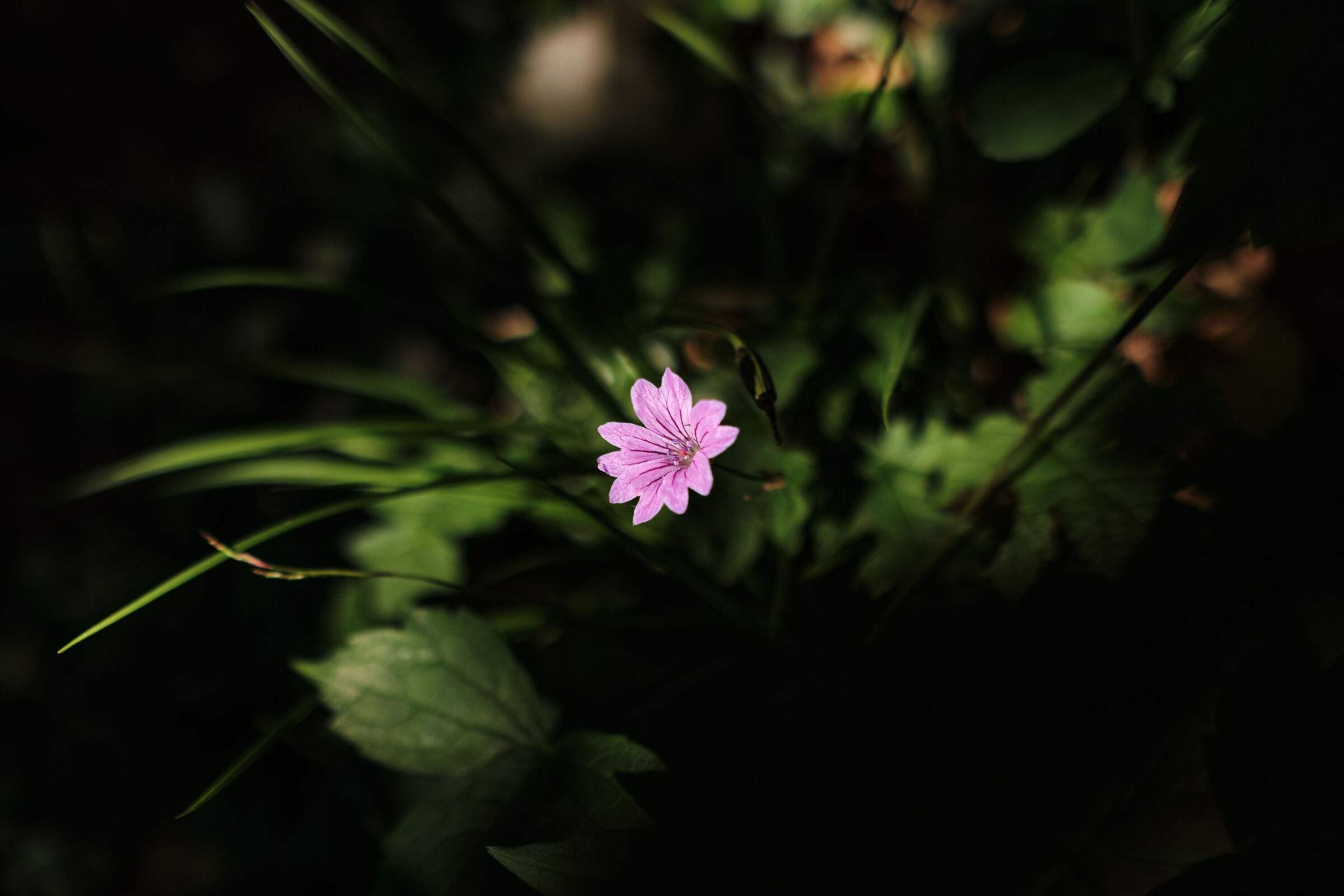 Fiori e pensieri all'ombra del sottobosco