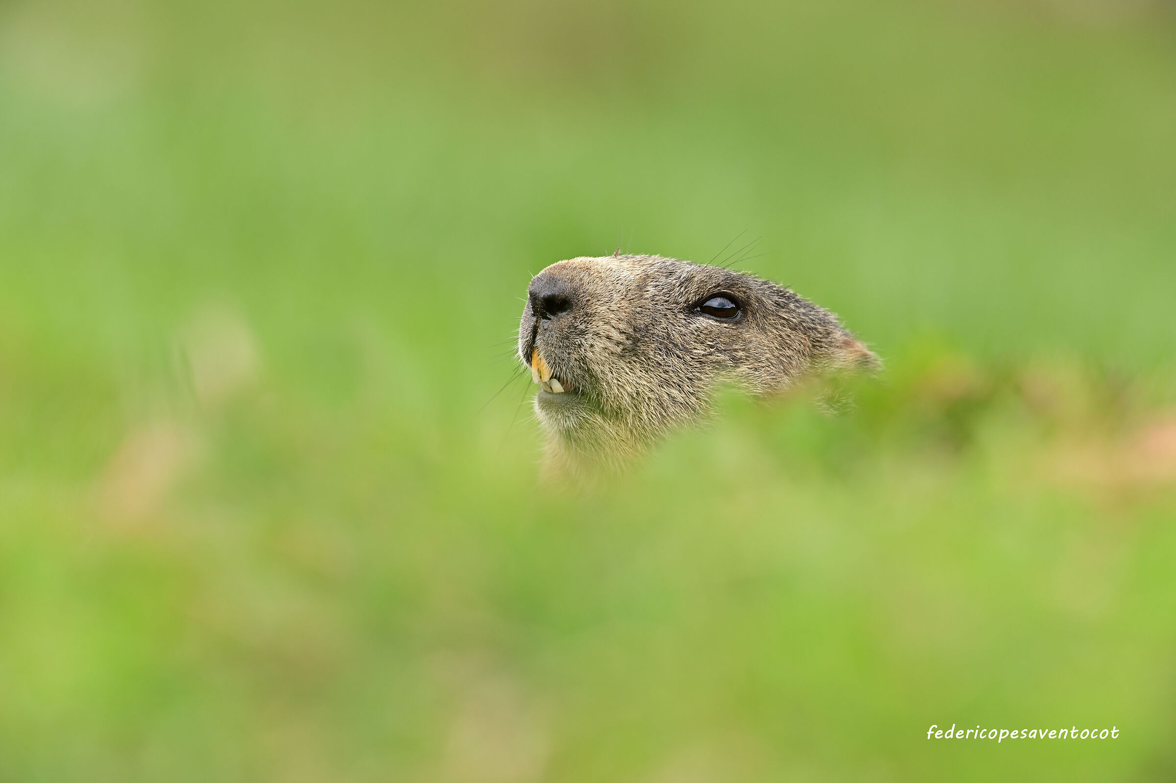 Primo piano marmotta
