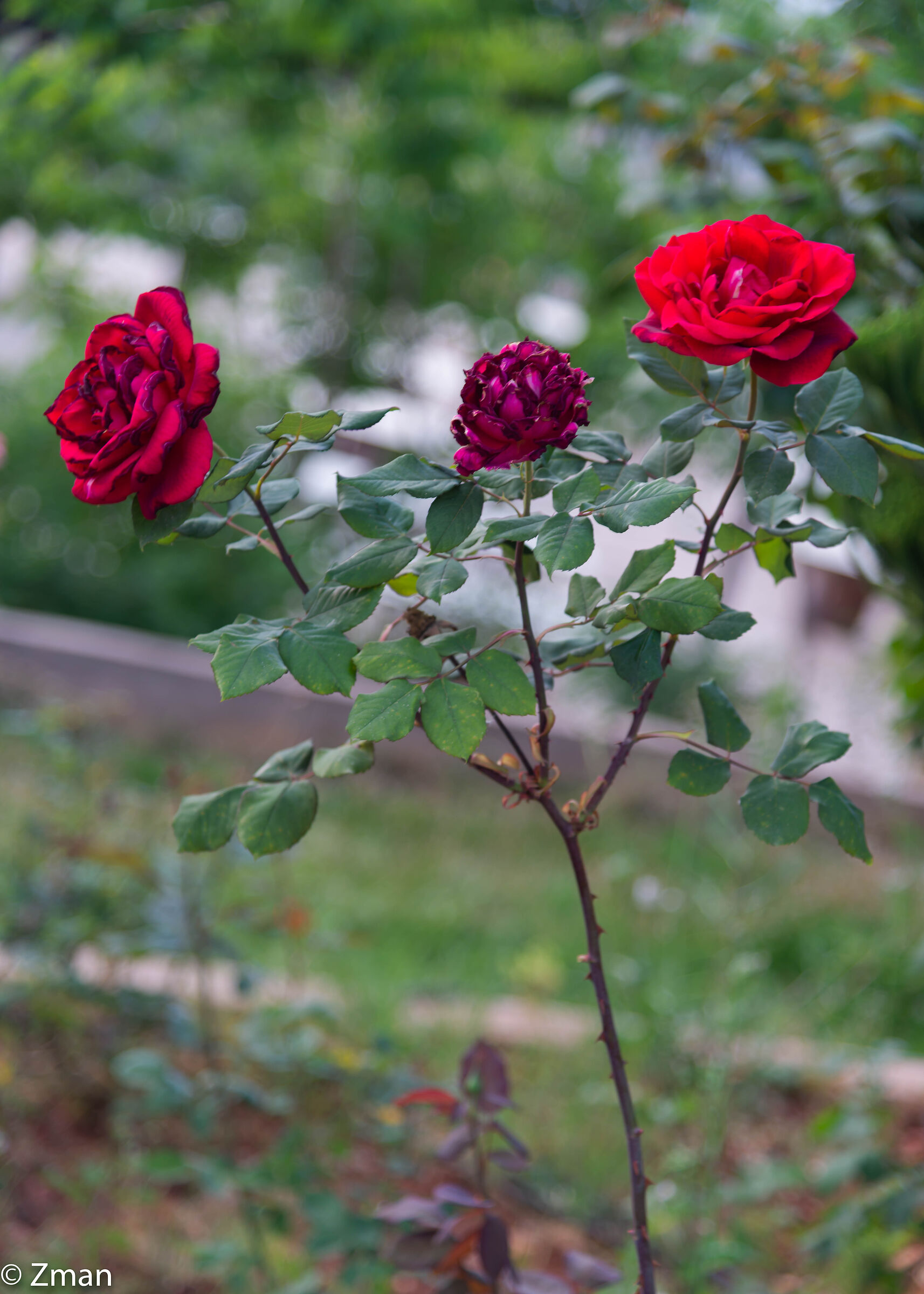 Red Roses
