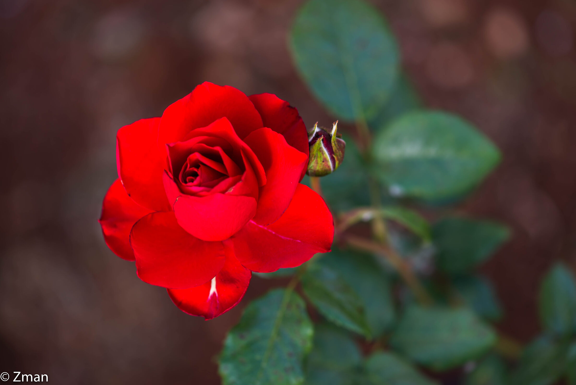 Red Rose