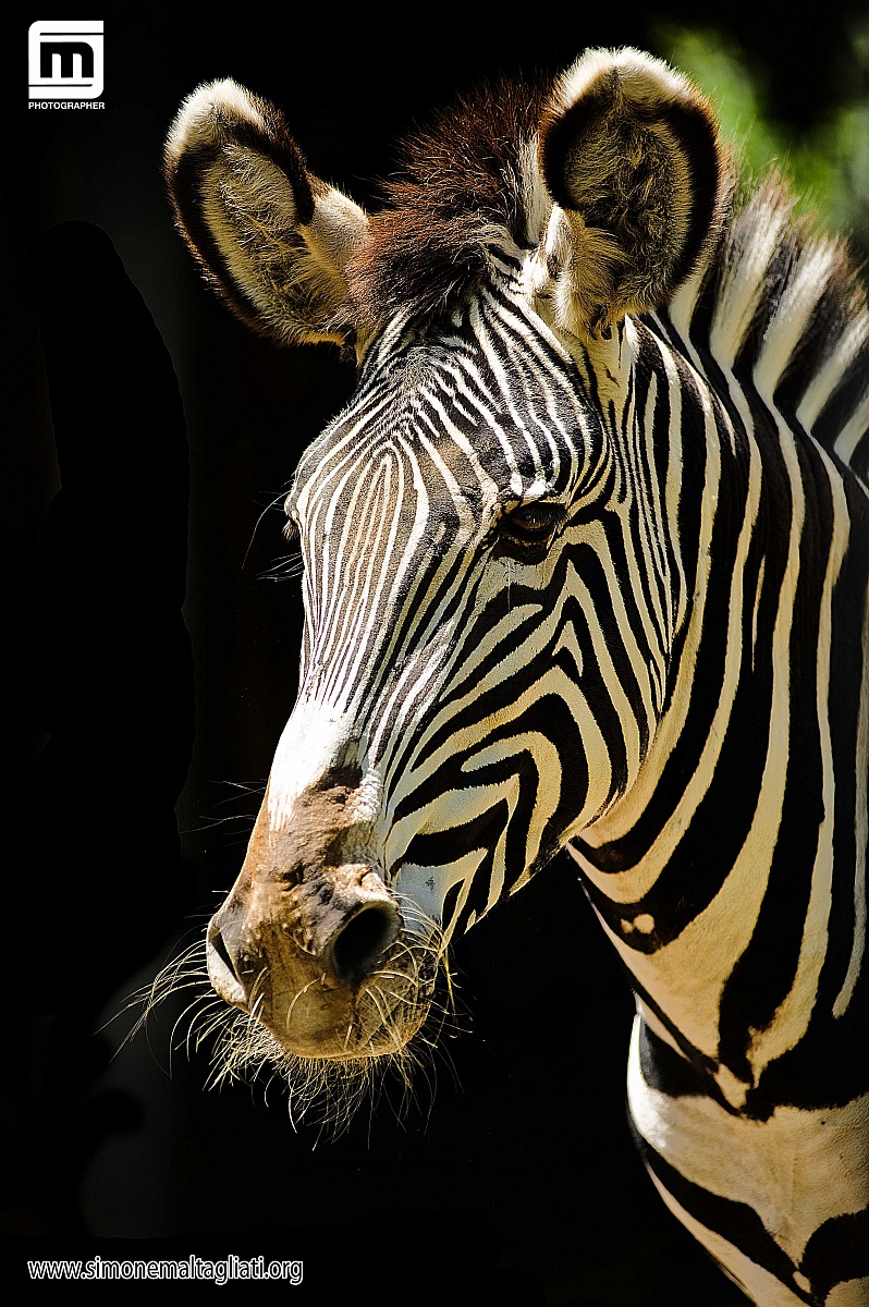 Zebra
