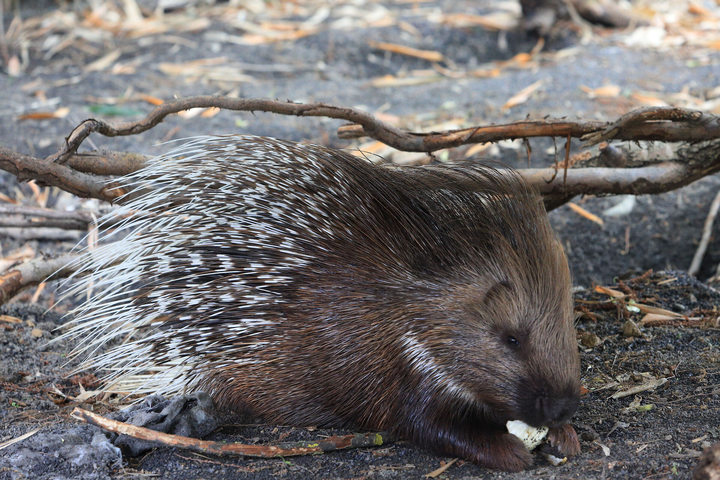 porcupine