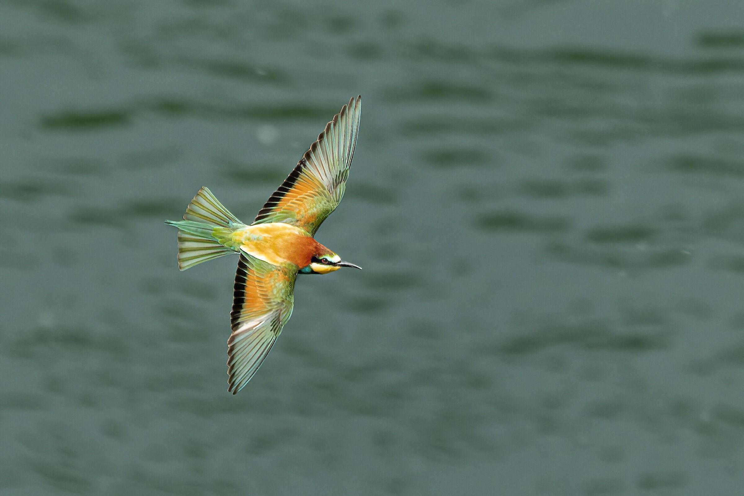 ...il volo del gruccione