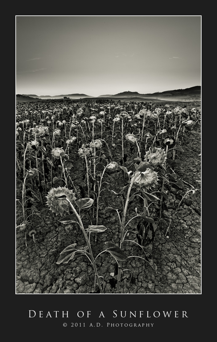 Death of a Sunflower