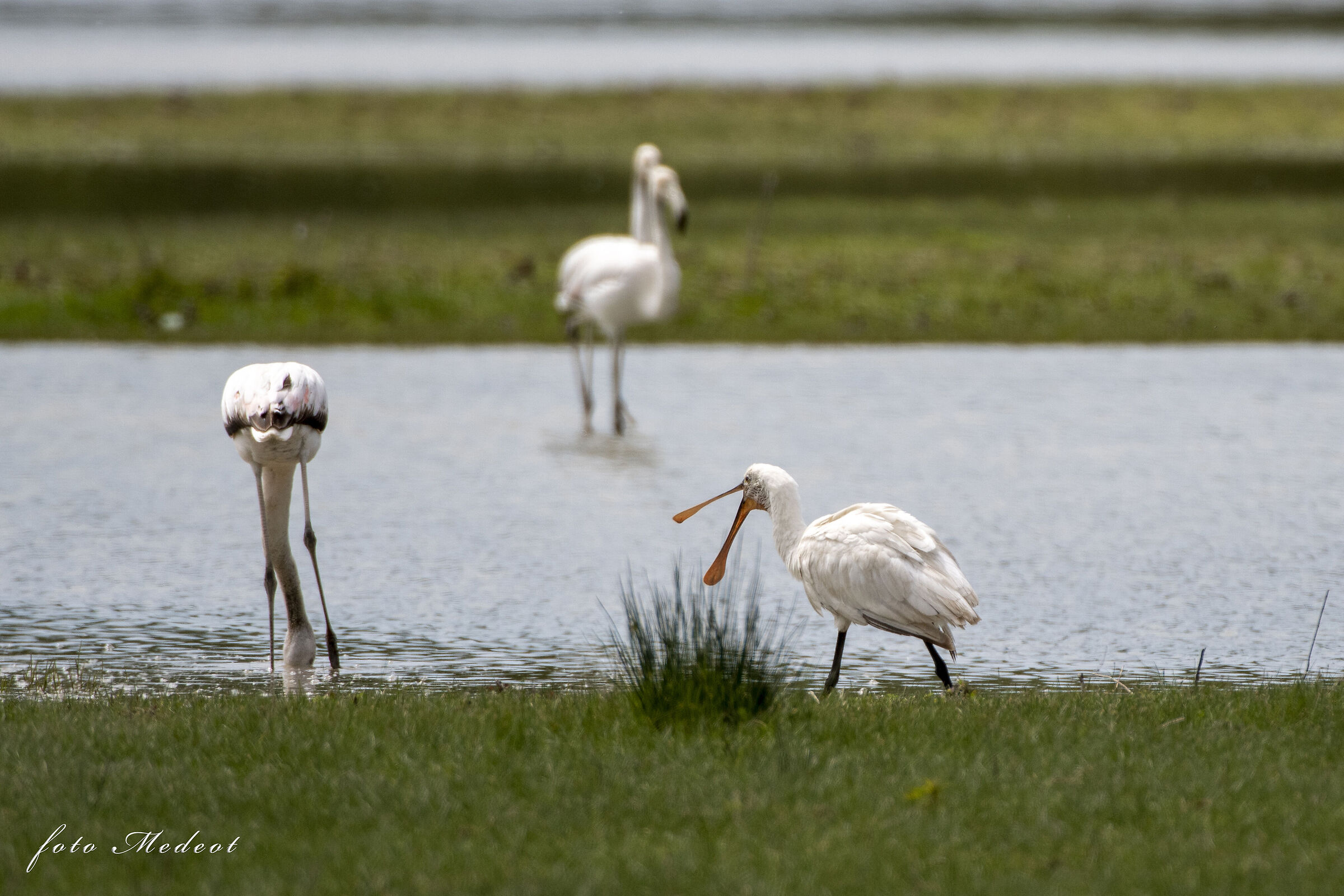 La spatola preoccupata