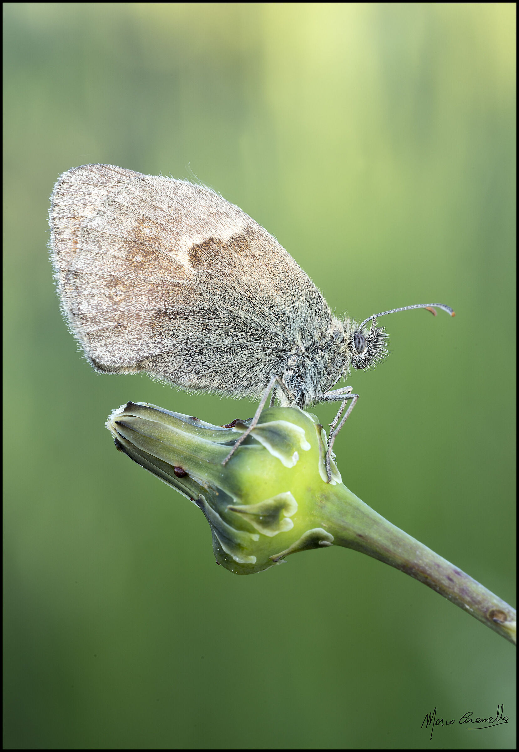 Coenonympha pamphilus