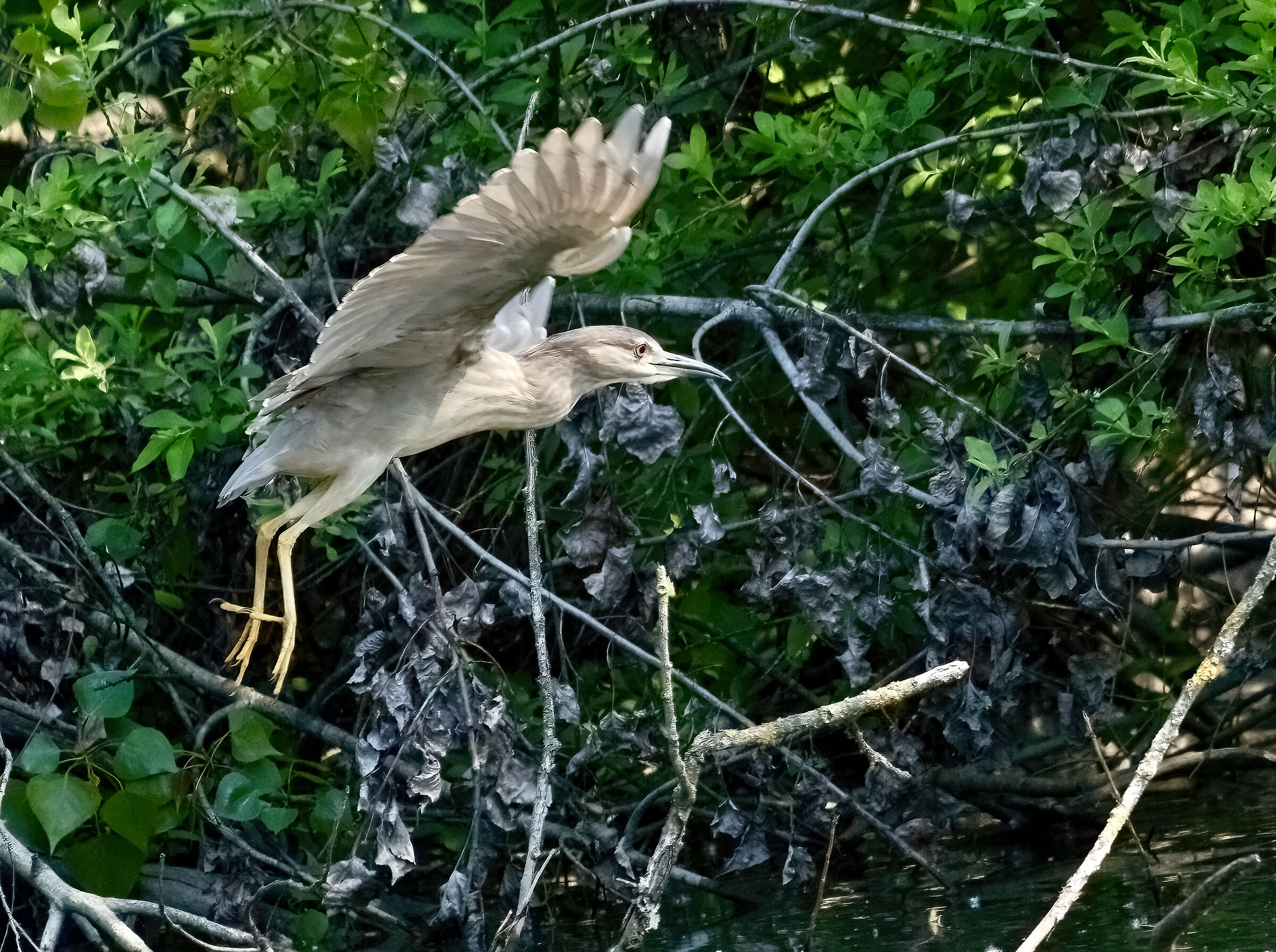 little bittern