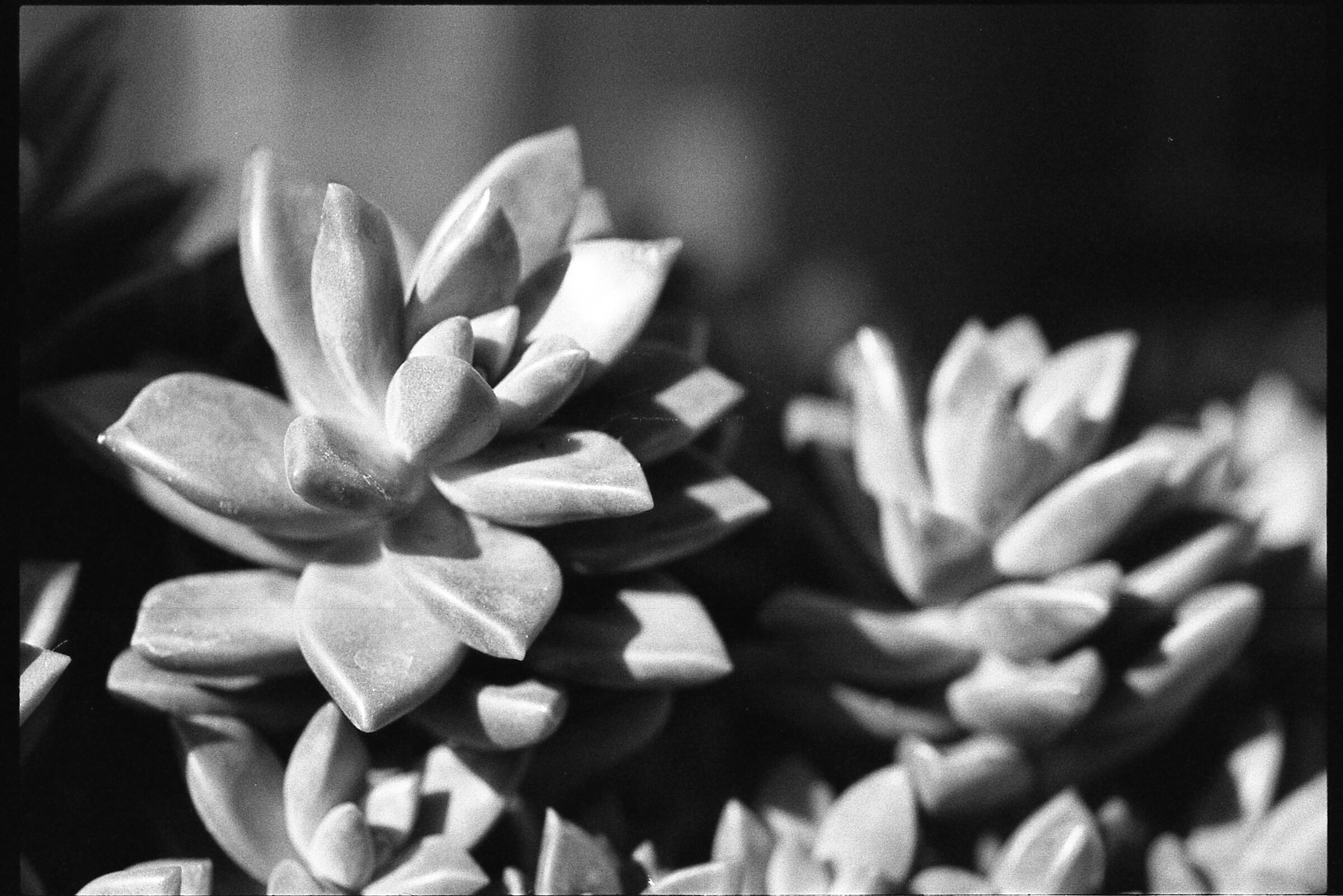 "Introspettiva" Nikon Fm2 micro-nikkor f2.8