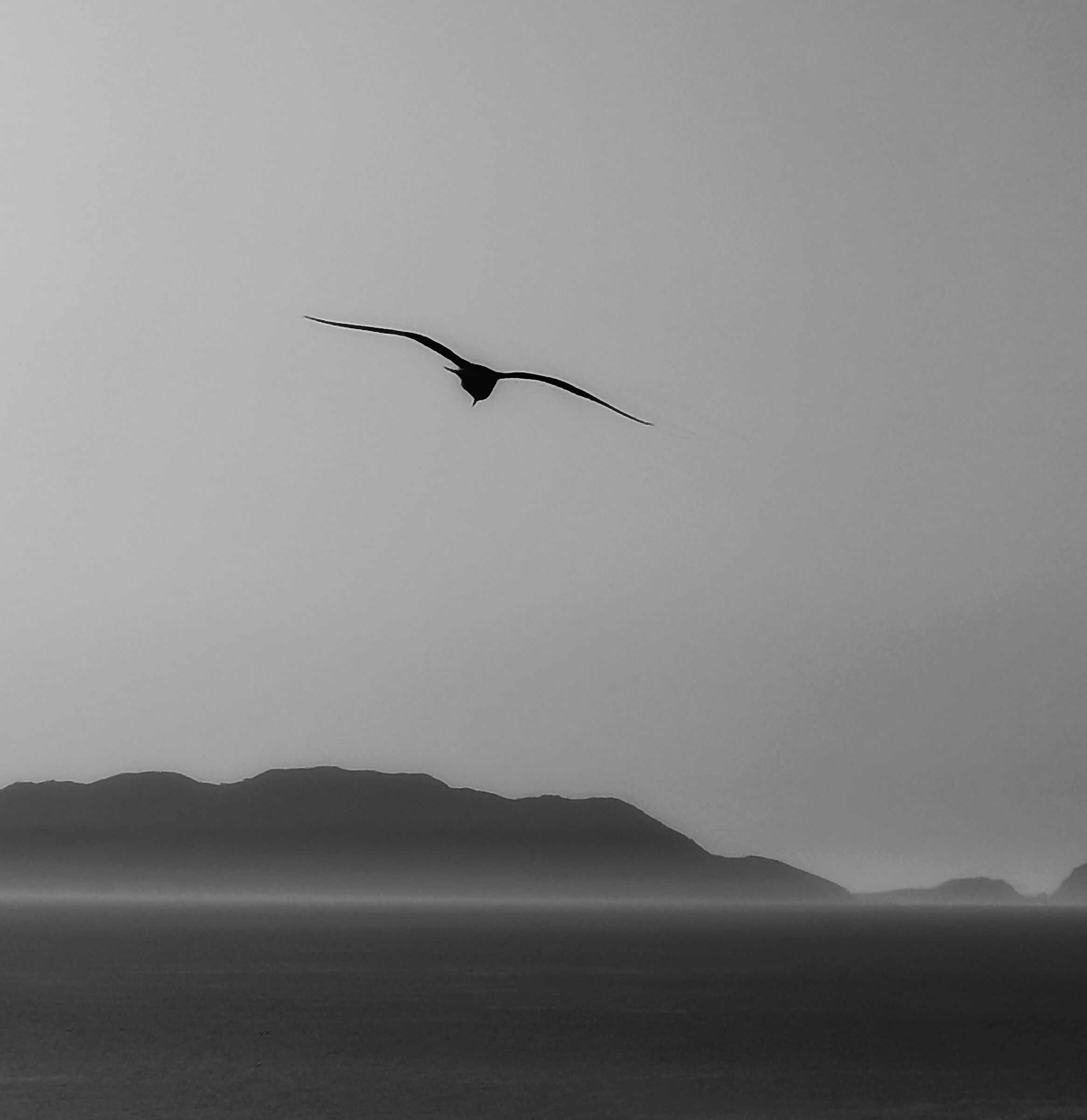 Fly