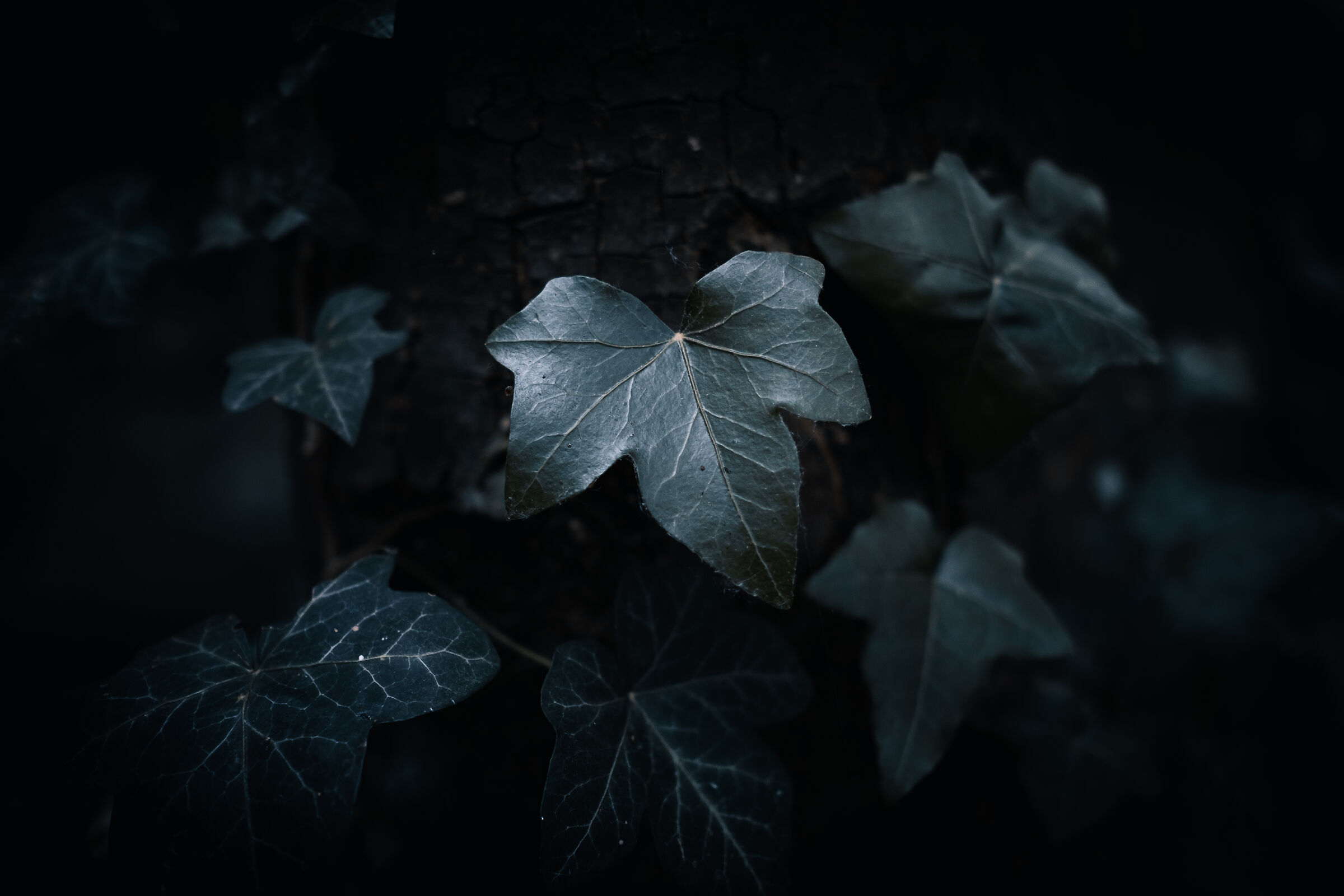 undergrowth