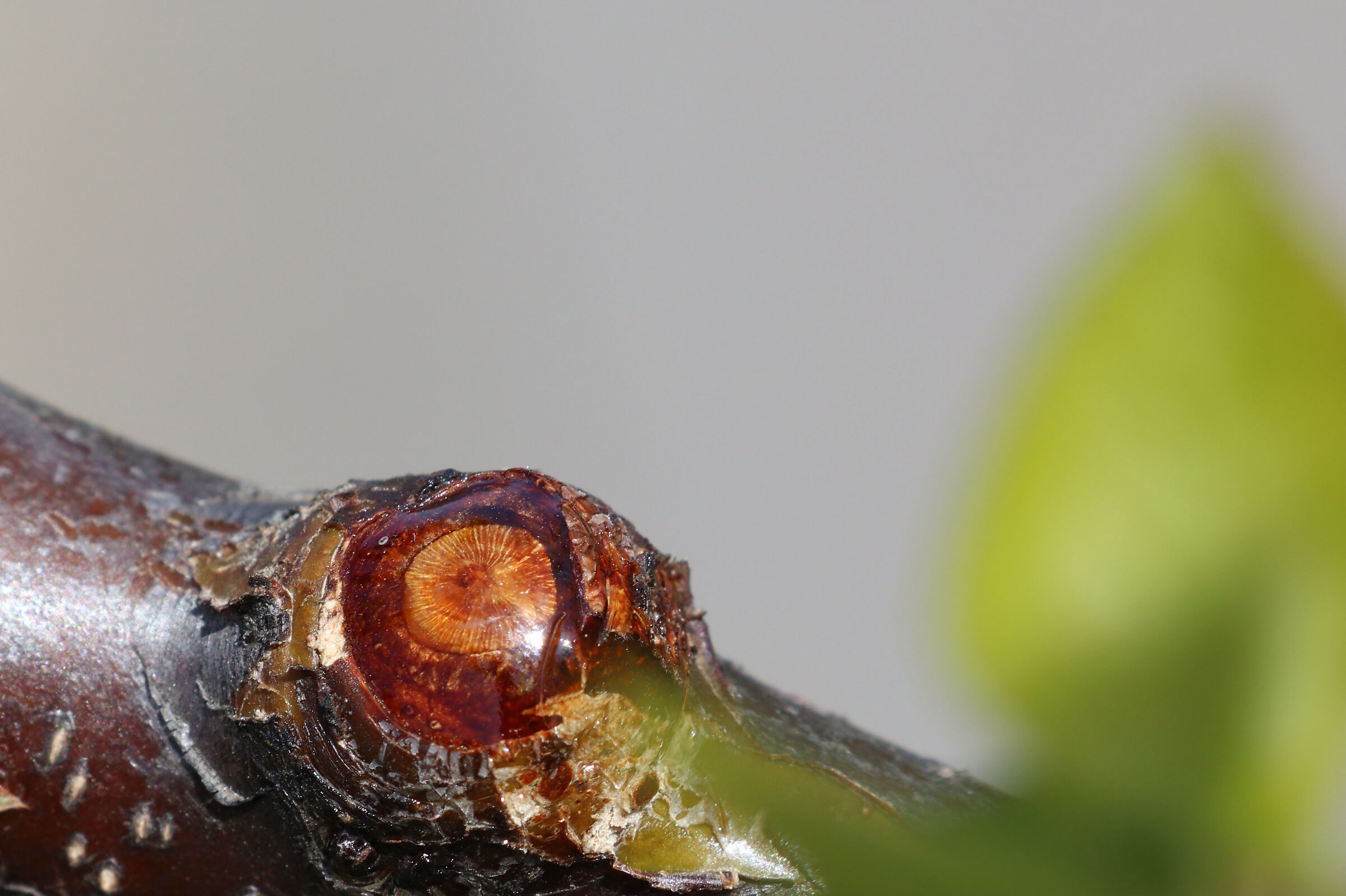 Mostri in giardino?!