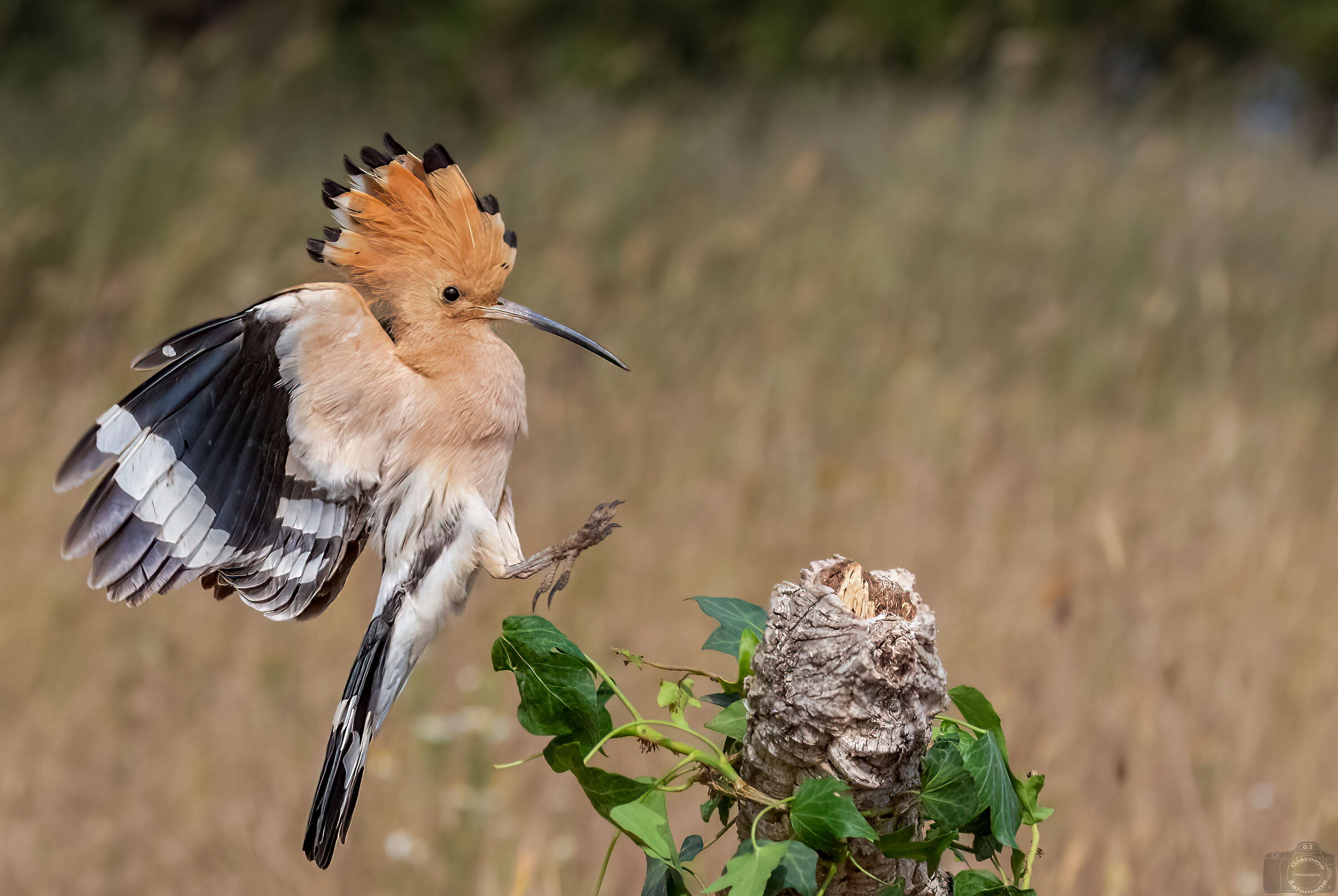 The arrival on a raised ridge. hoopoe.
