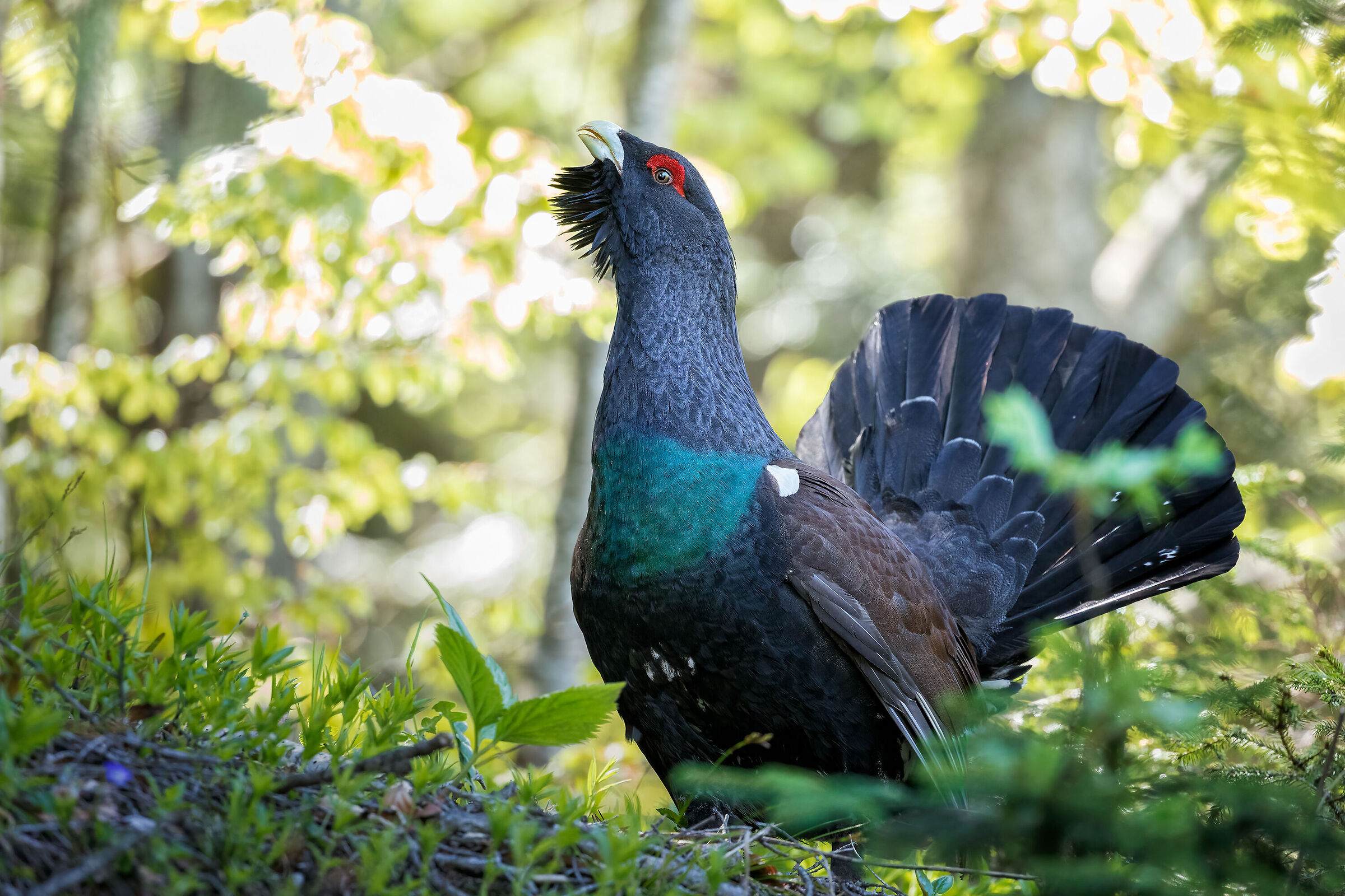 Make way for the King of the Forest