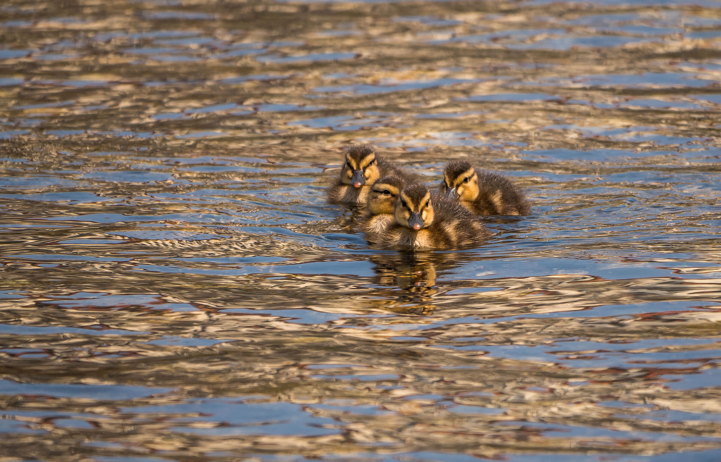 Wedge or diamond training I did not understand ........