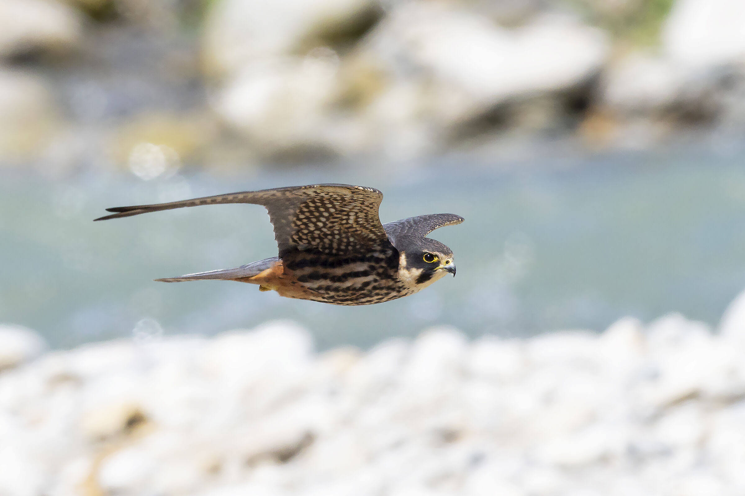 Lodolaio in swelaring flight