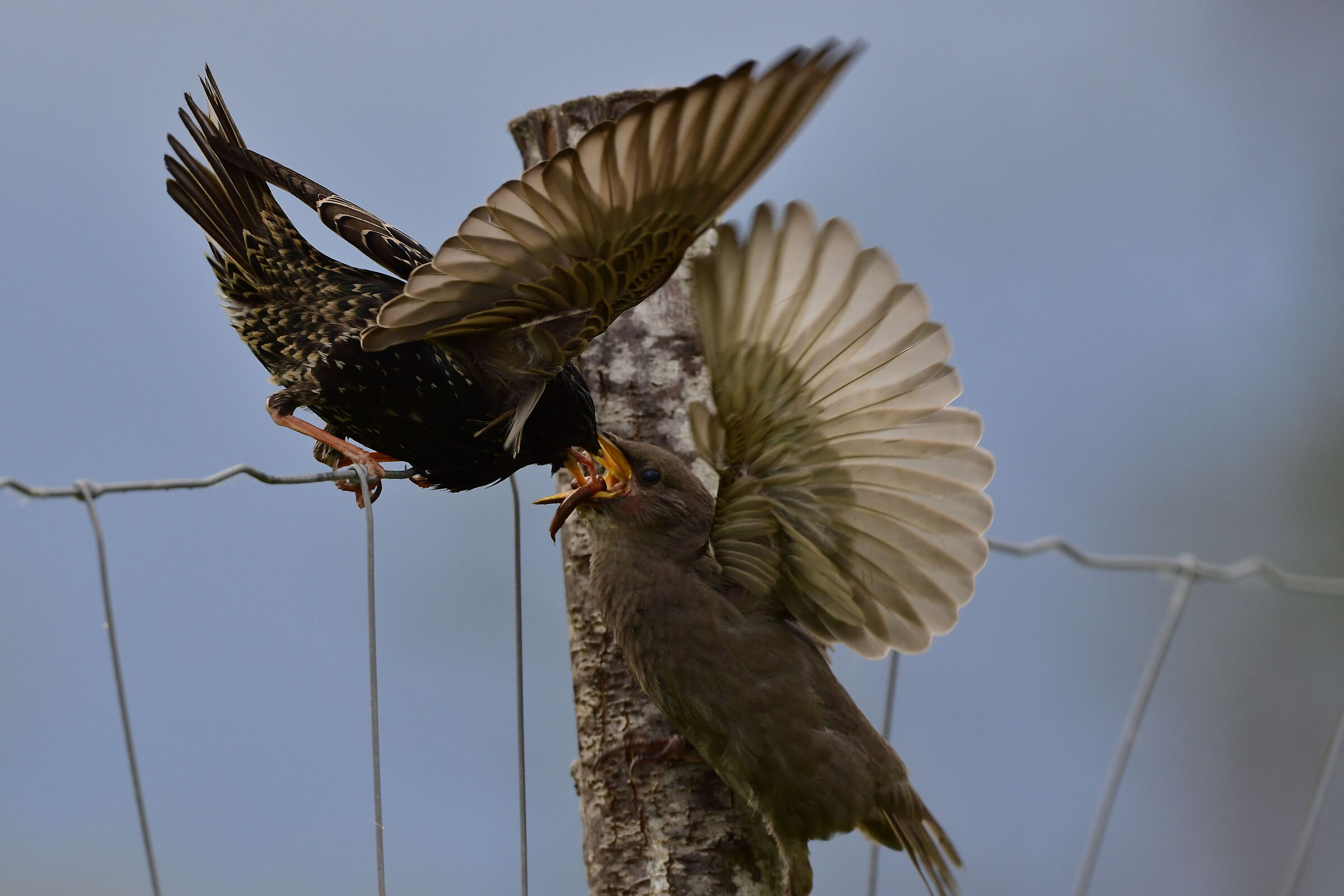 Starling with small