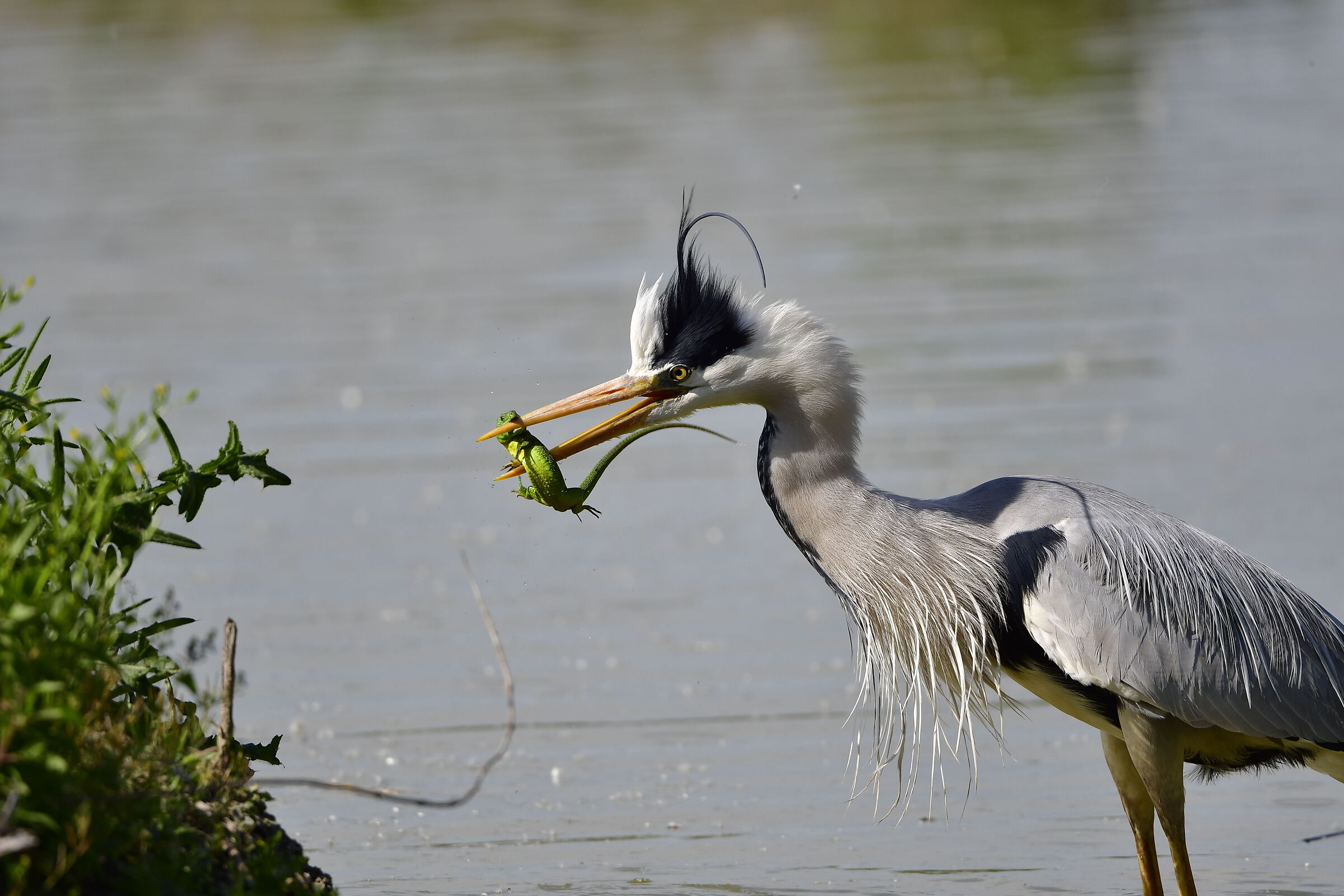 heron