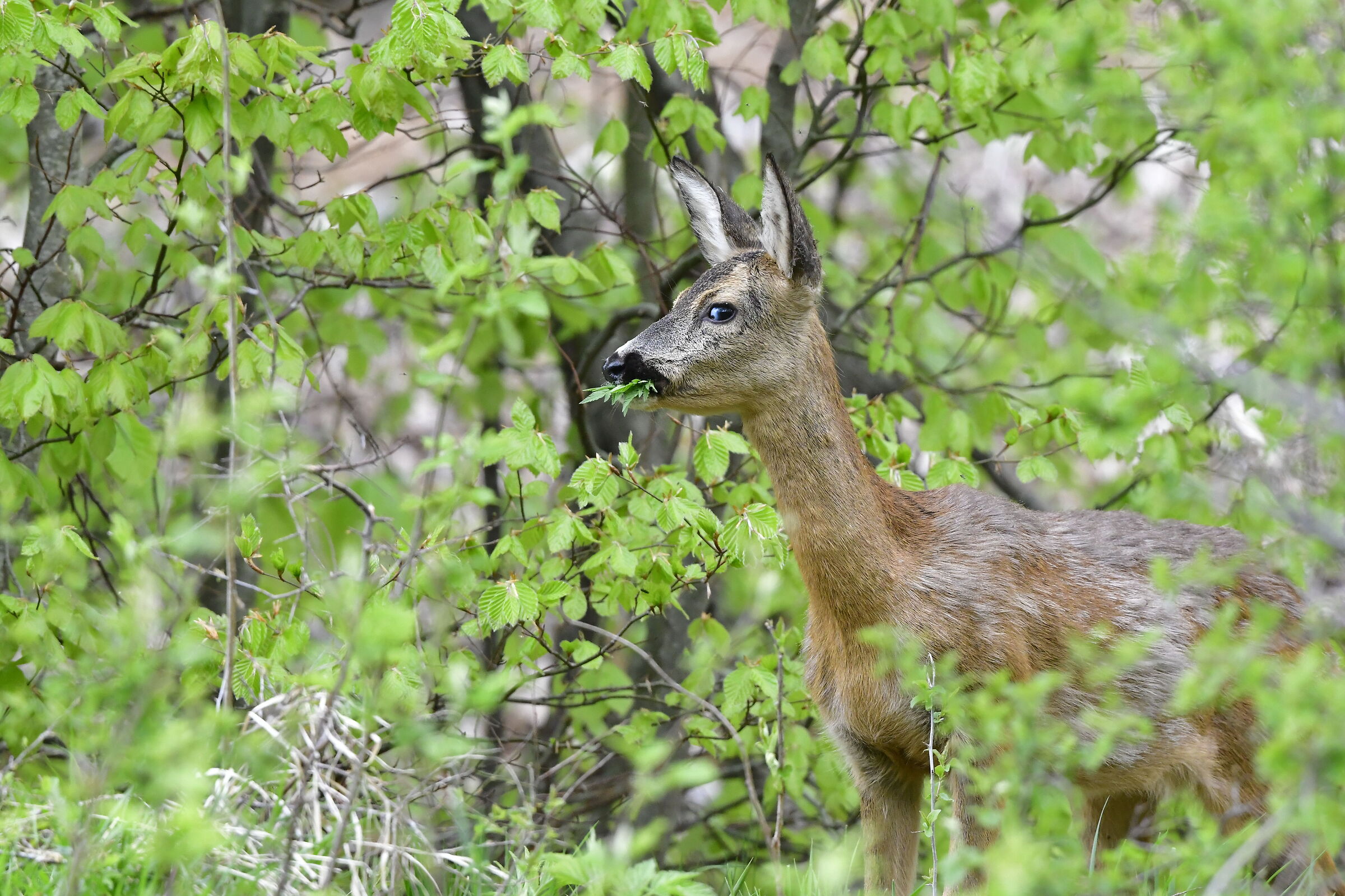 roe deer