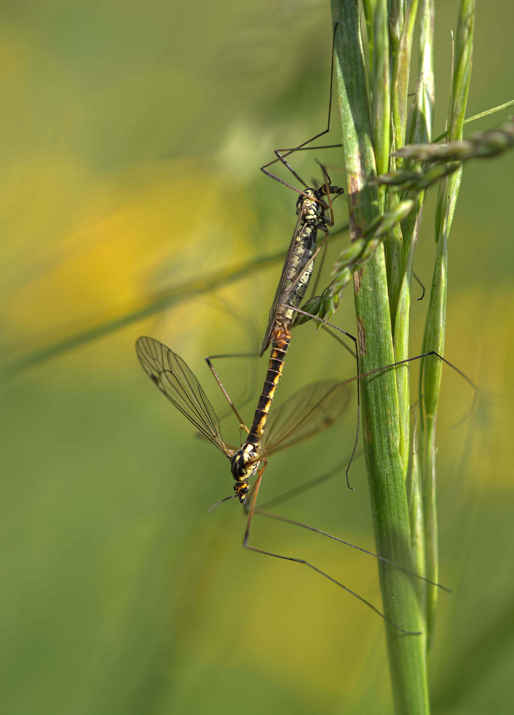 Tipule in accoppiamento
