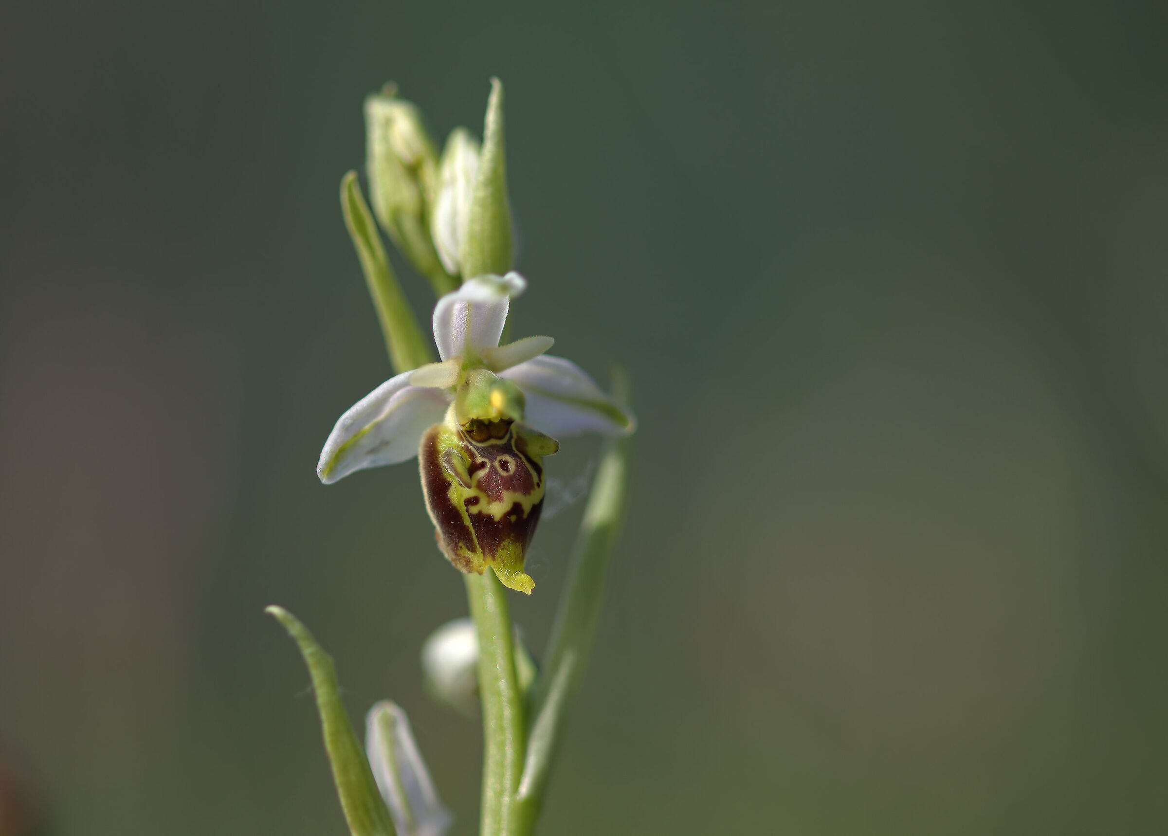 Ophrys apifera