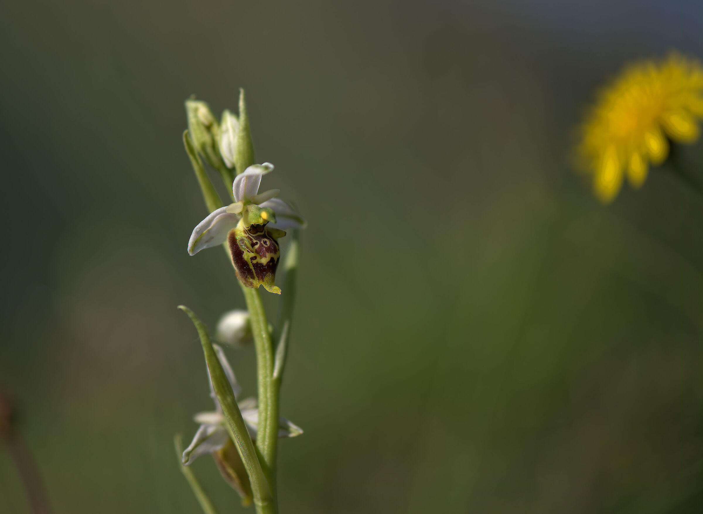 Ophrys apifera