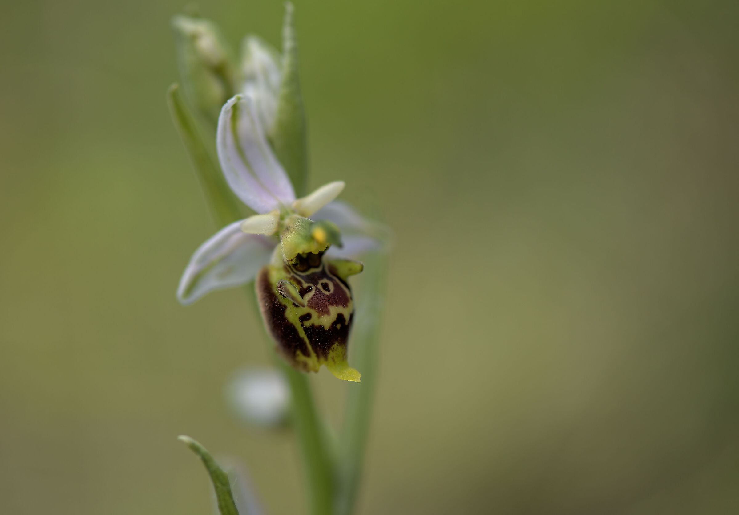 Ophrys holosericea subsp. dinarica