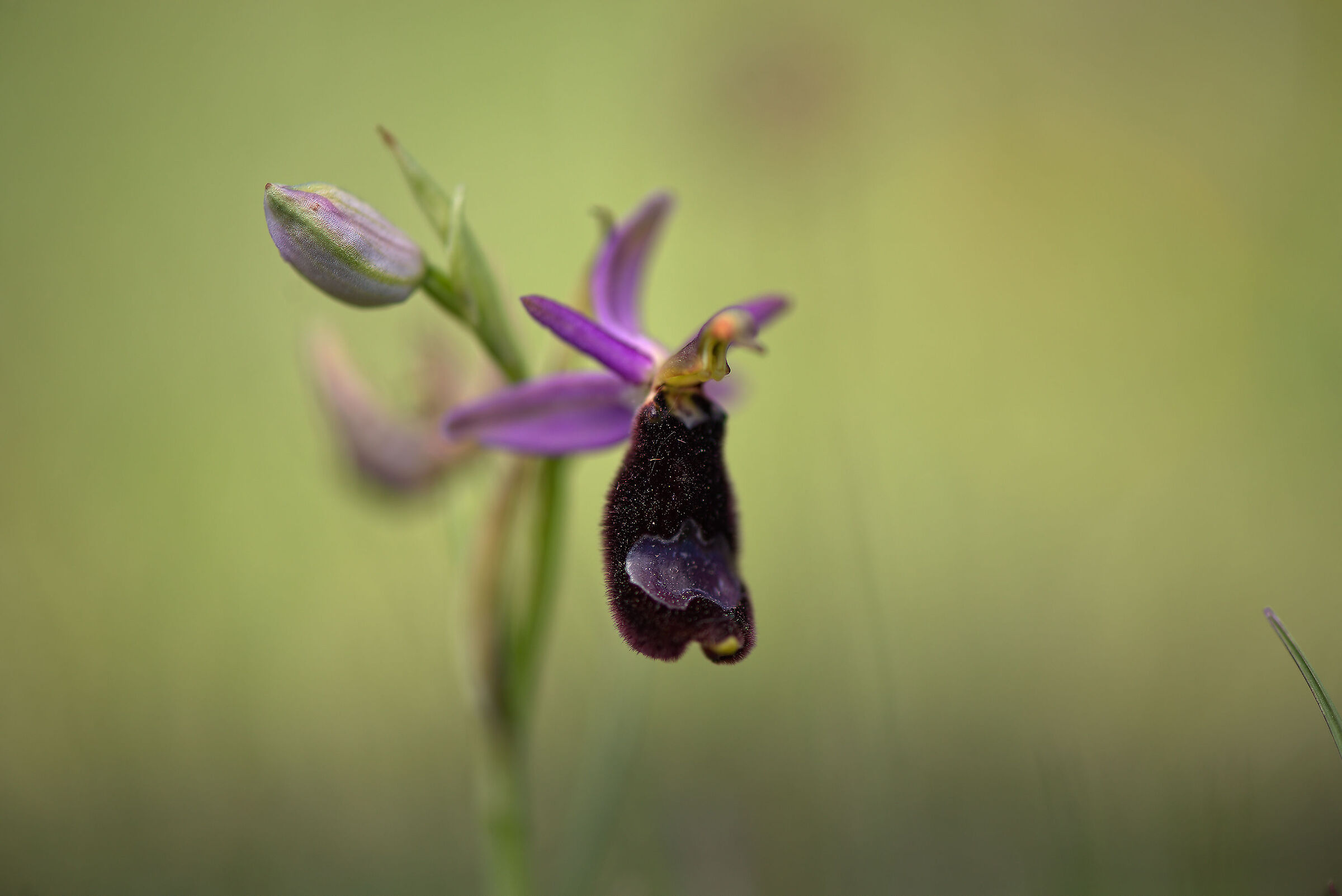 Ophrys bertolonii