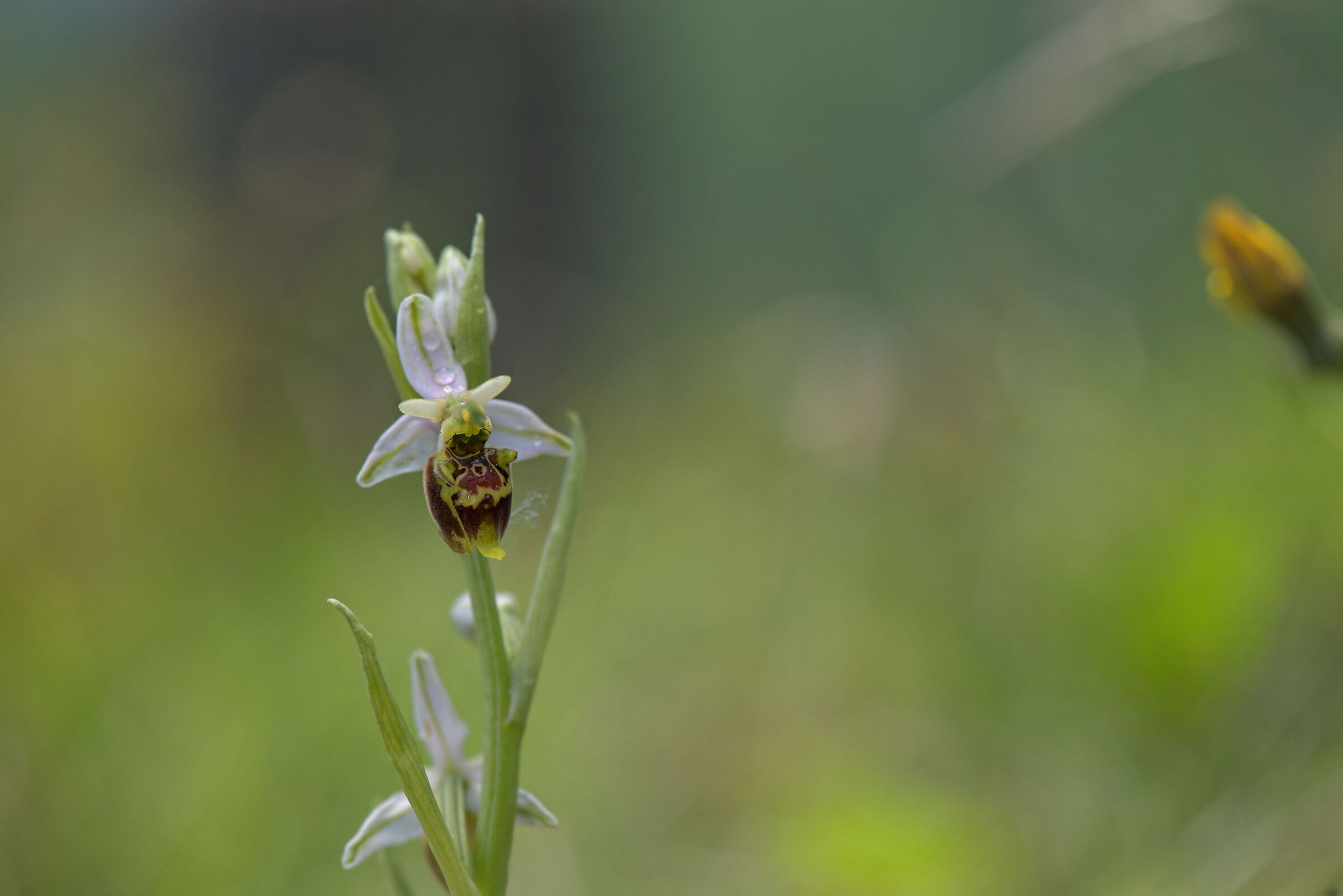 Ophrys apifera