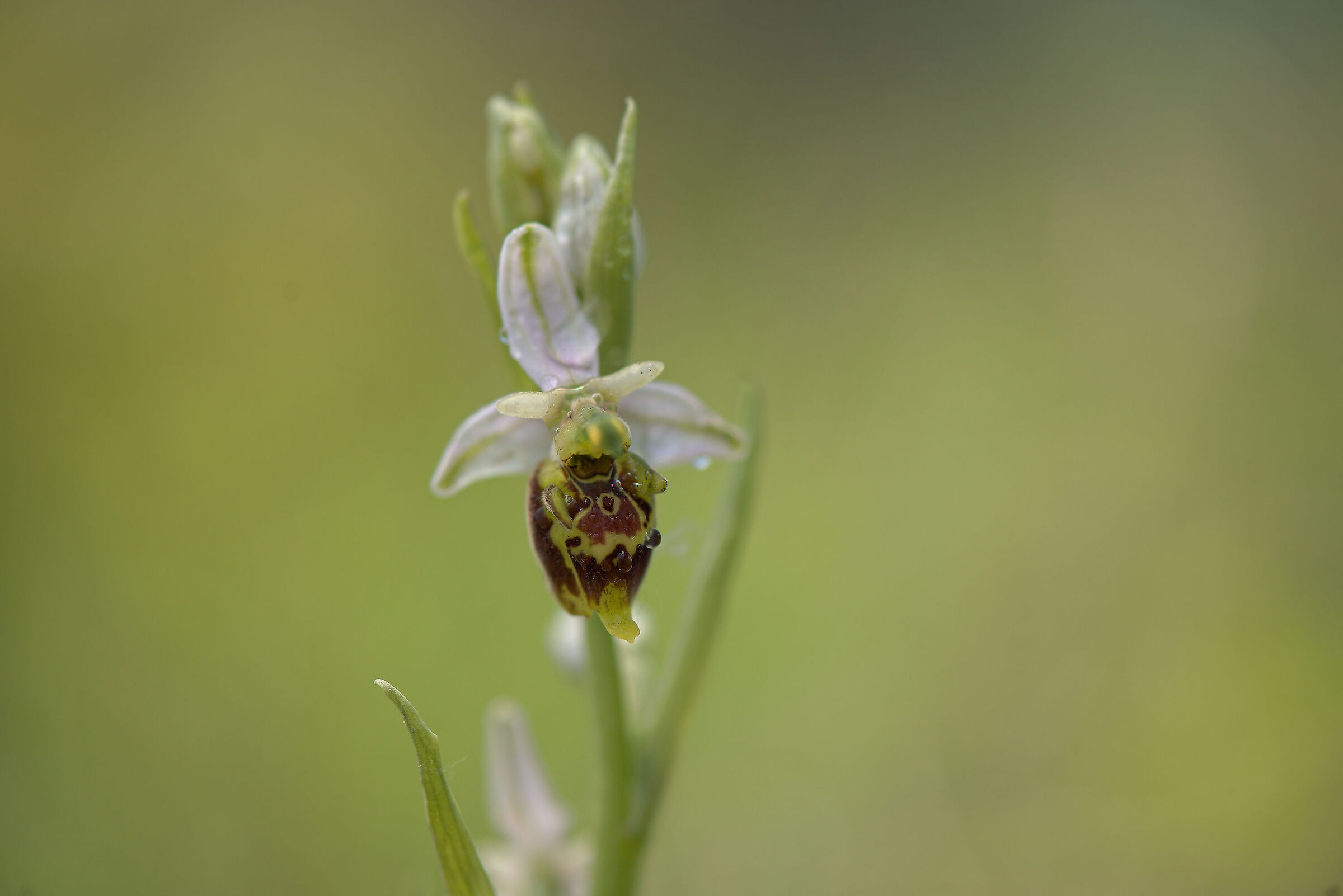 Apiferous ophrys