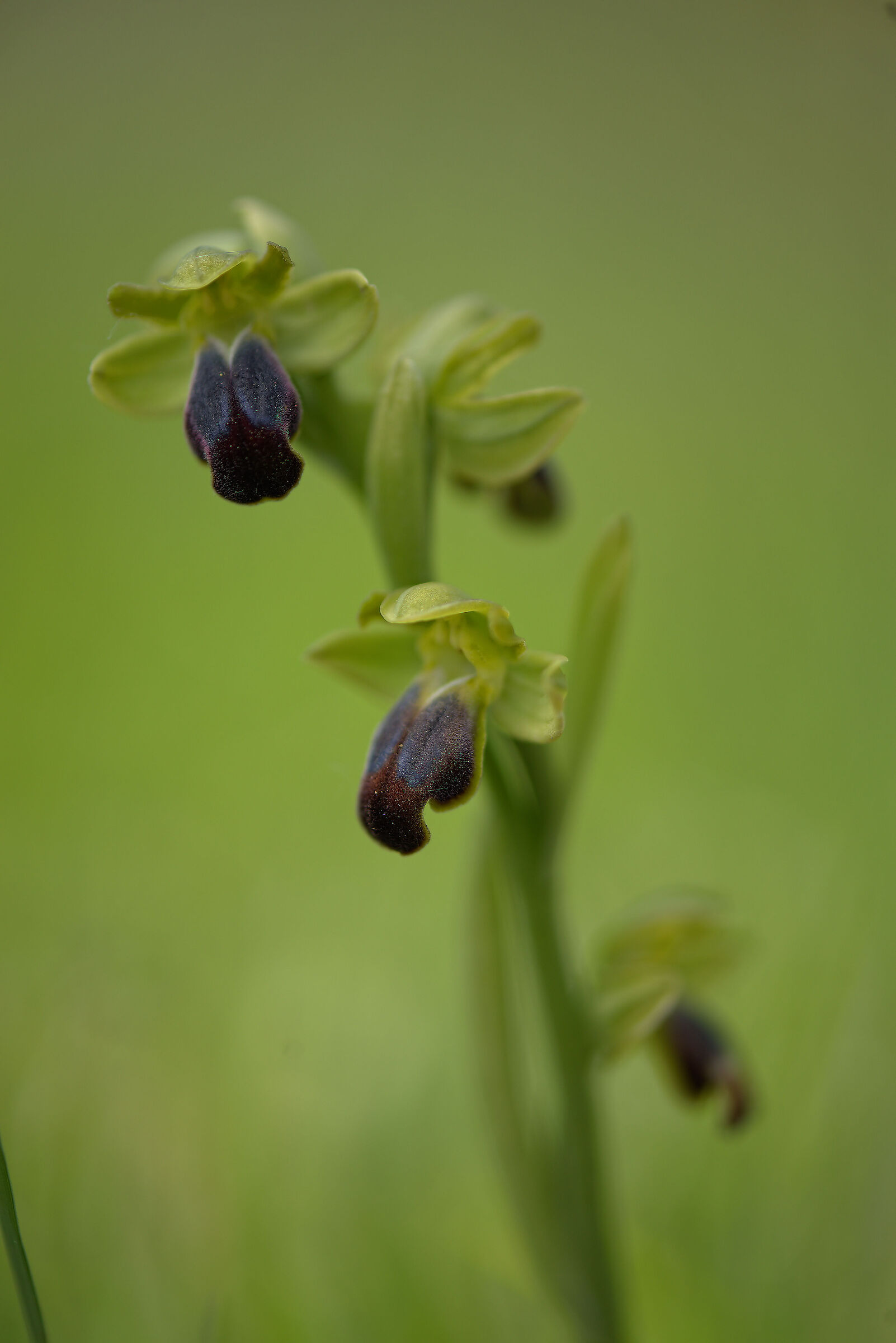 Ophrys fusca