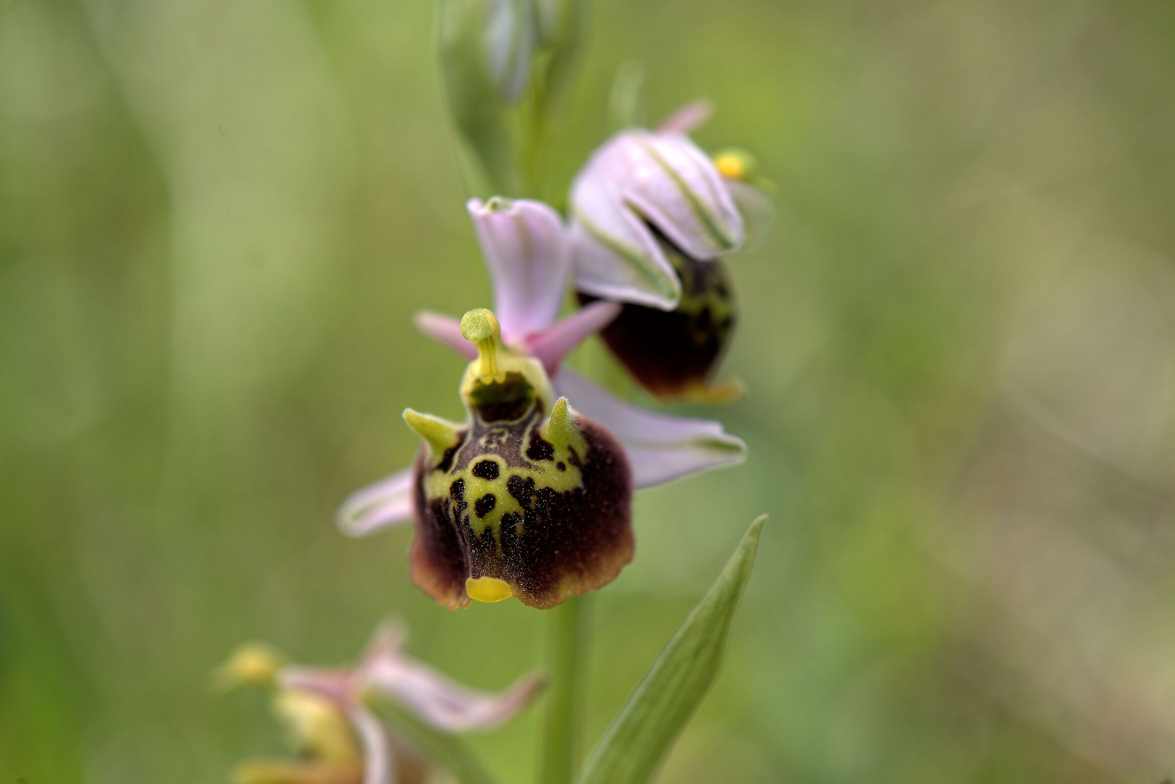 Ophrys holosericea