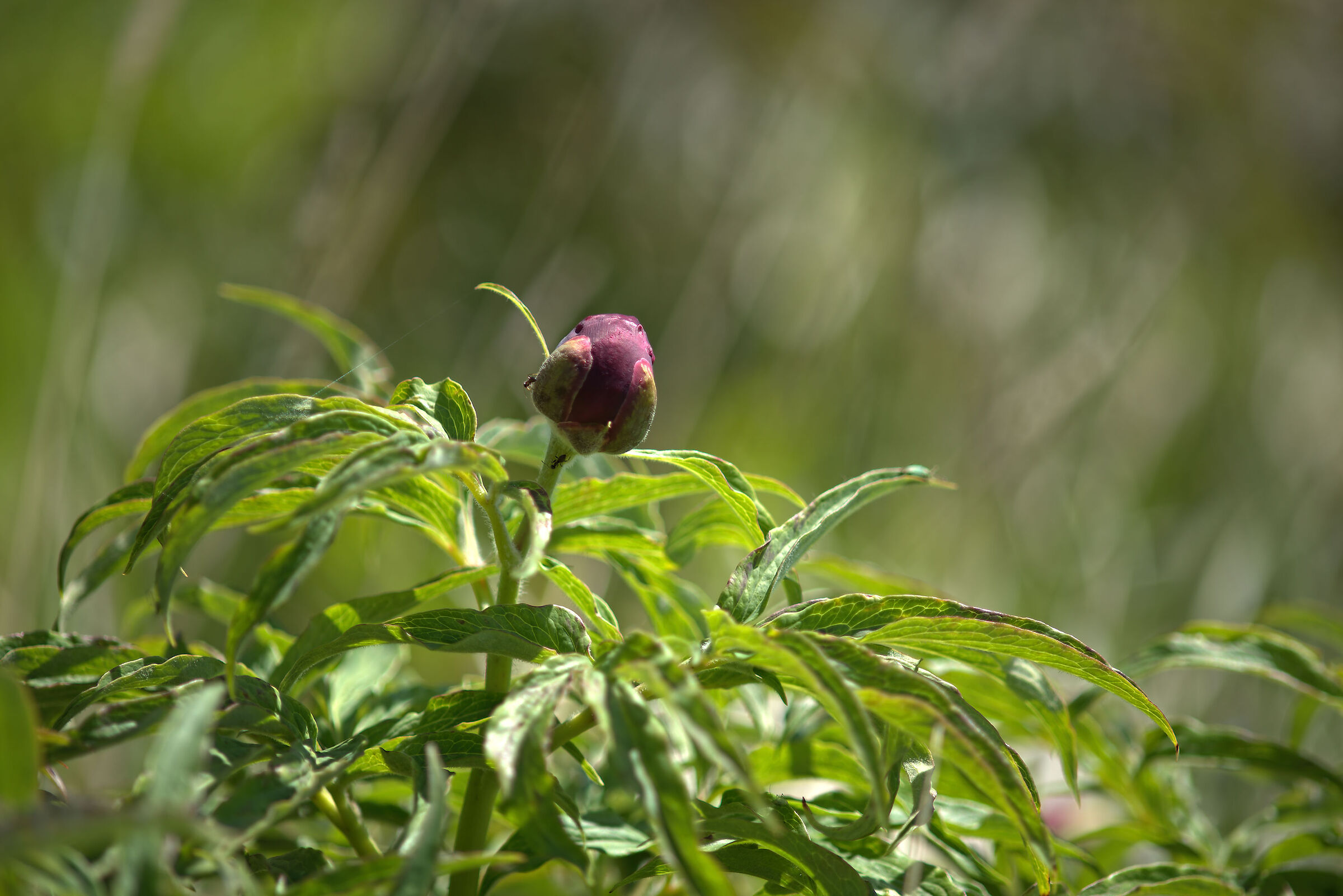 Wild peony