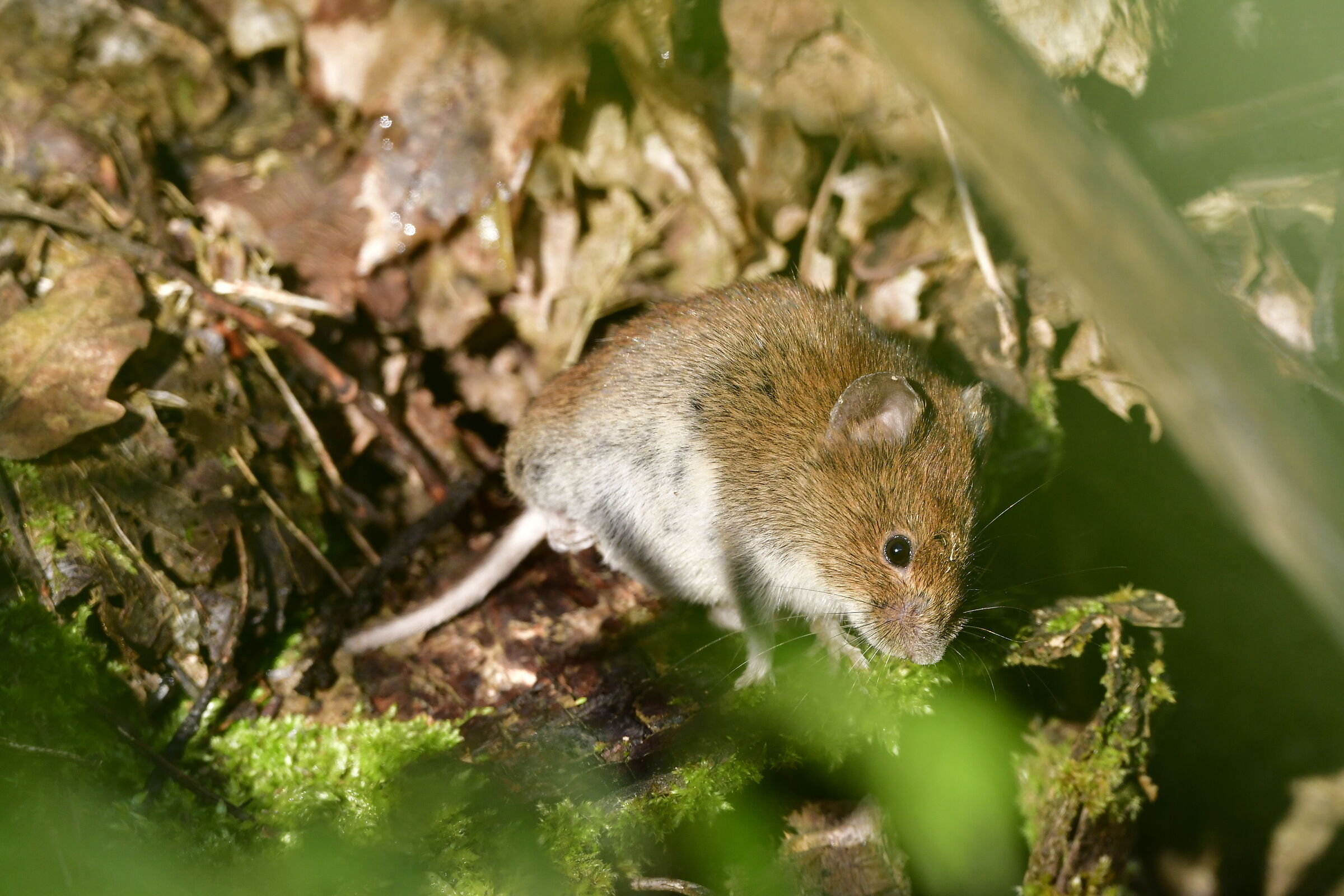 vole