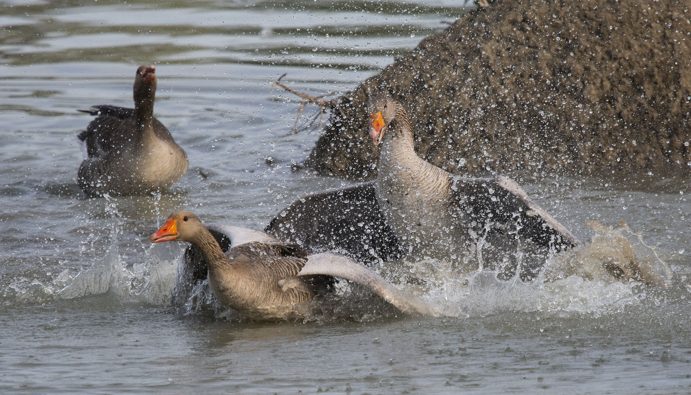 greylag goose