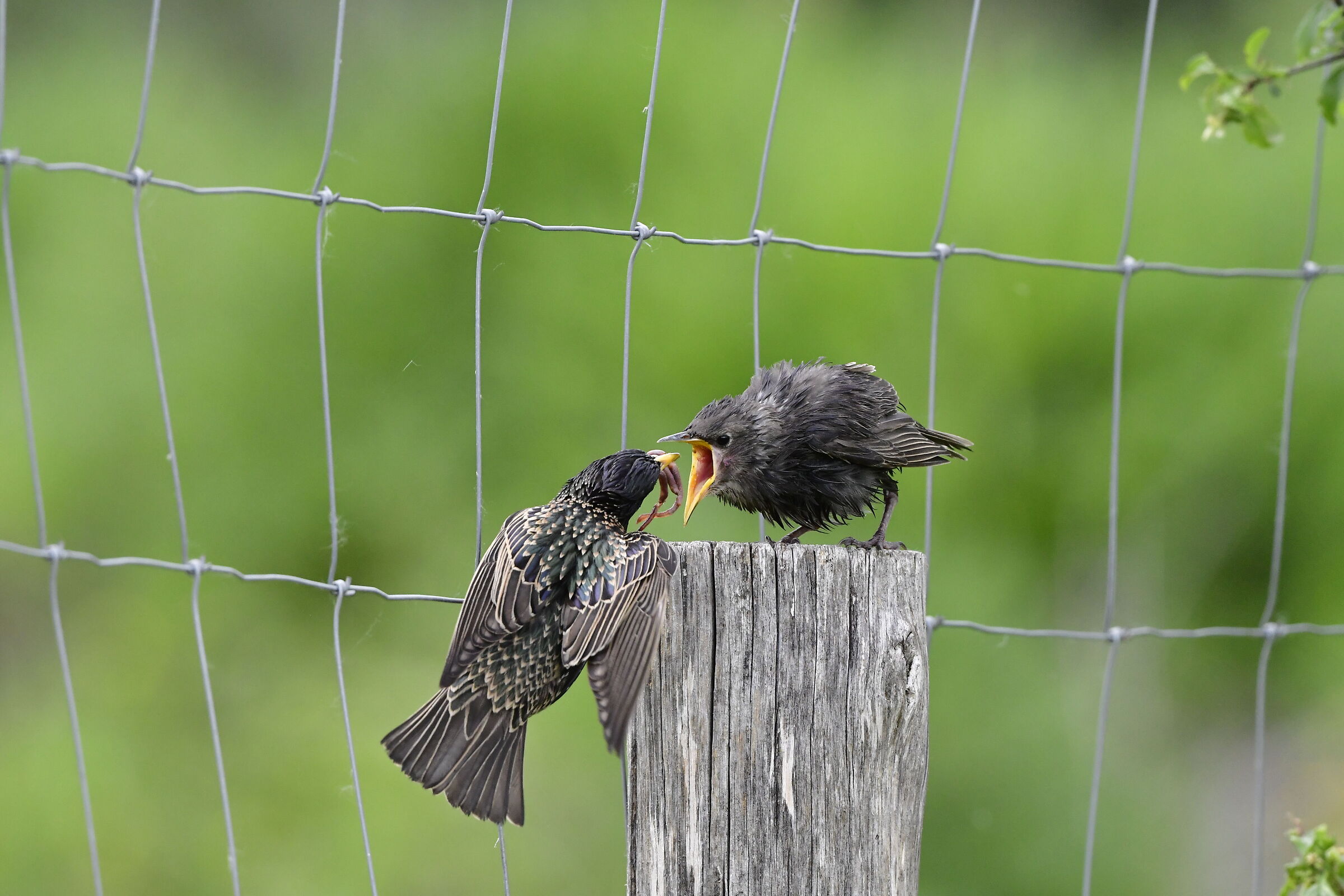 starling