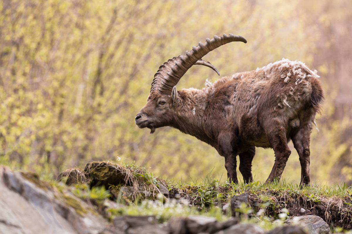 Stambecco maschio delle Alpi ...
