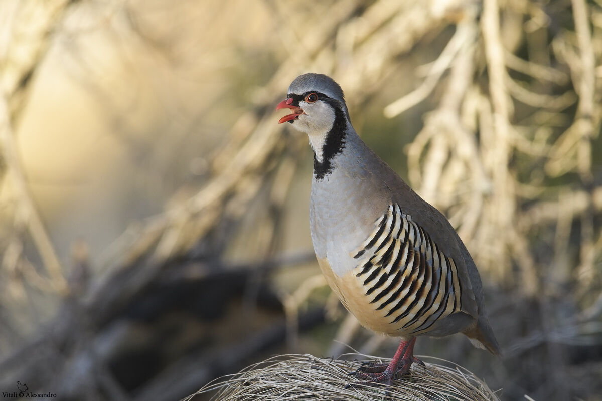 Coturnice delle Alpi