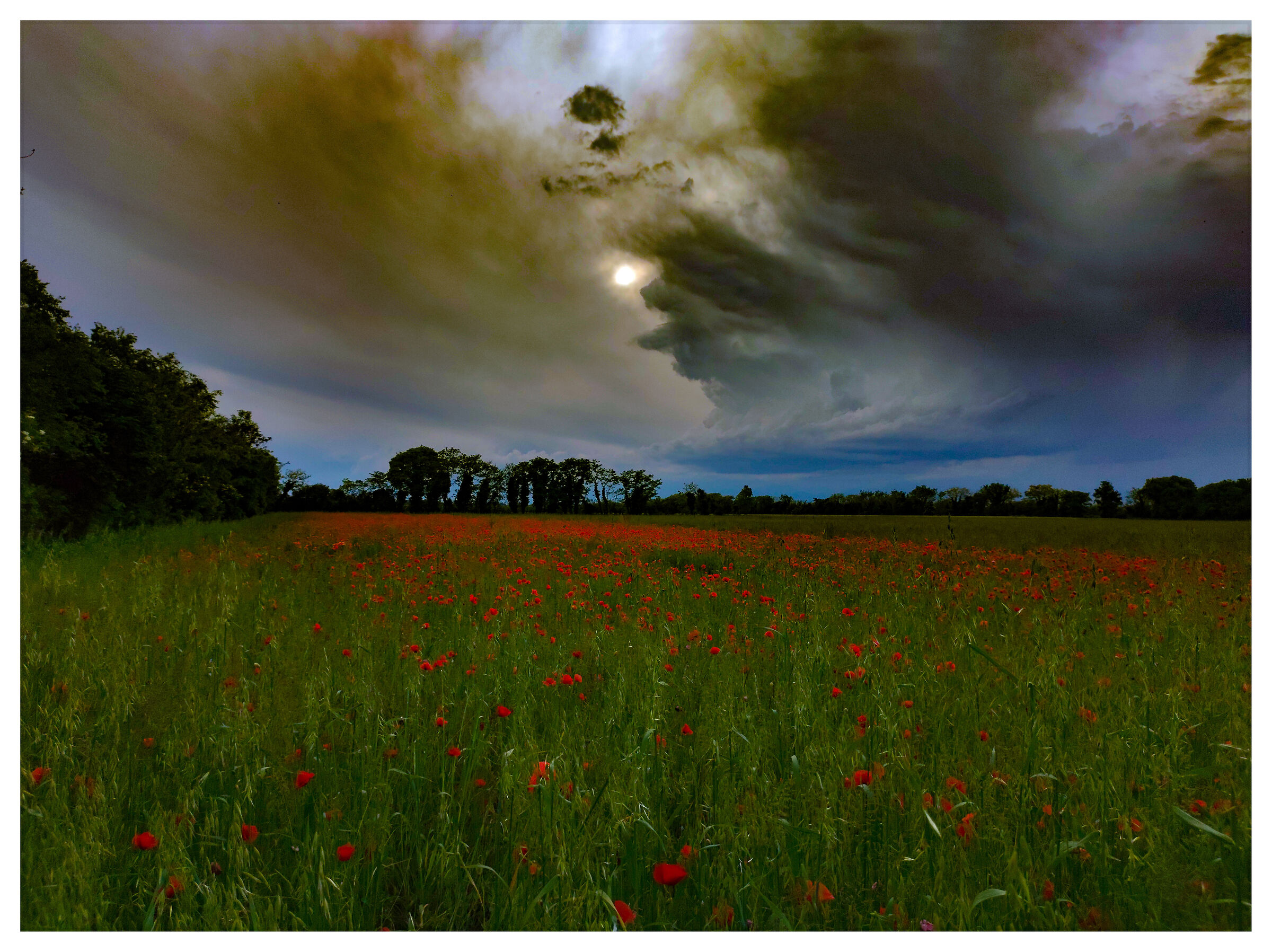 Clouds and poppies