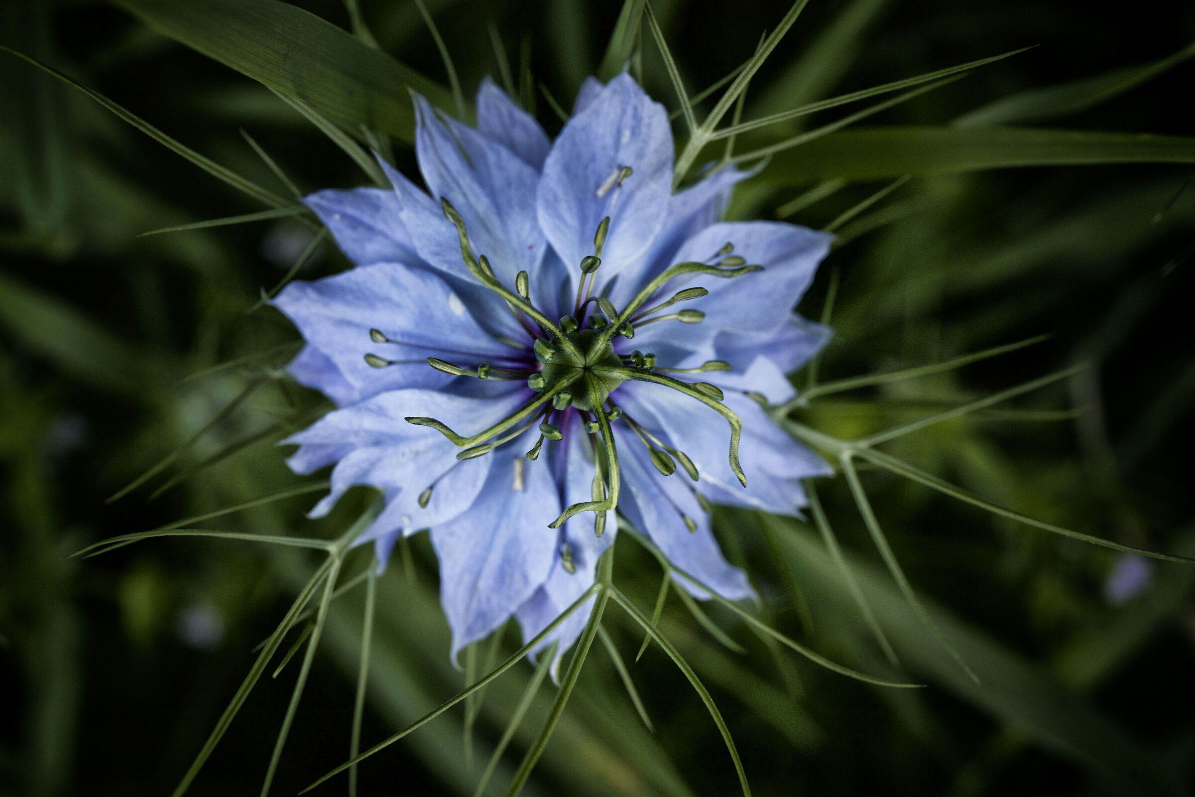 Nigella Damascena