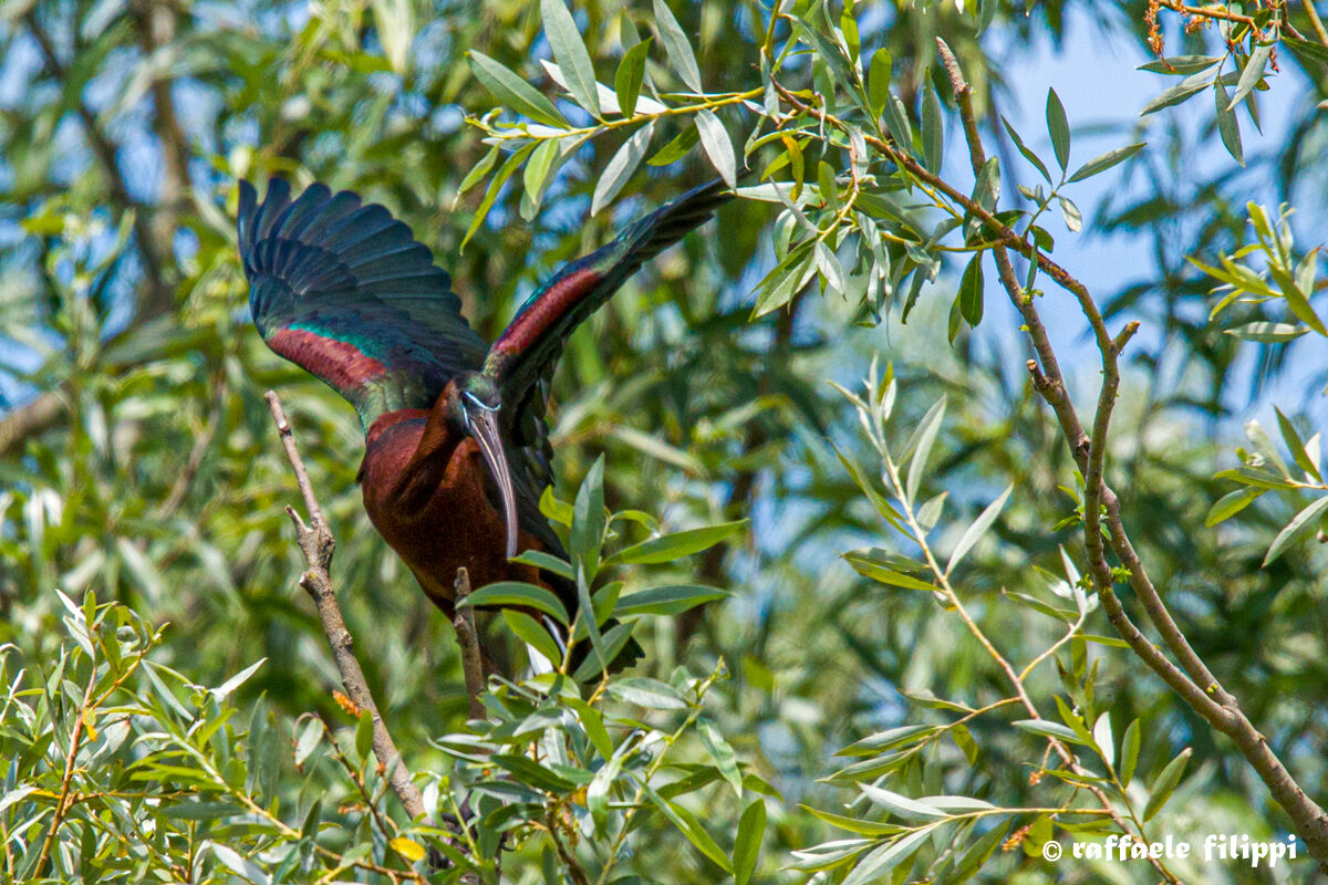 Colori iridescenti del Mignattaio