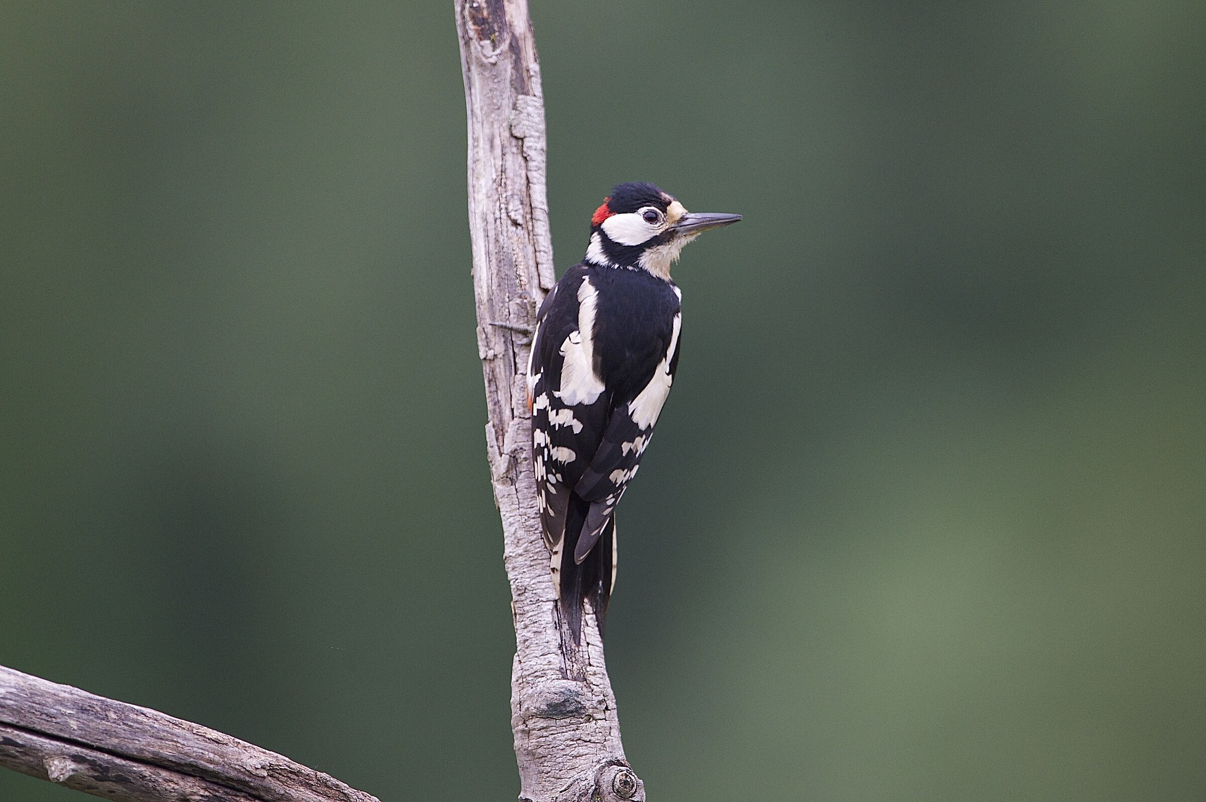 picchio rosso msggiore